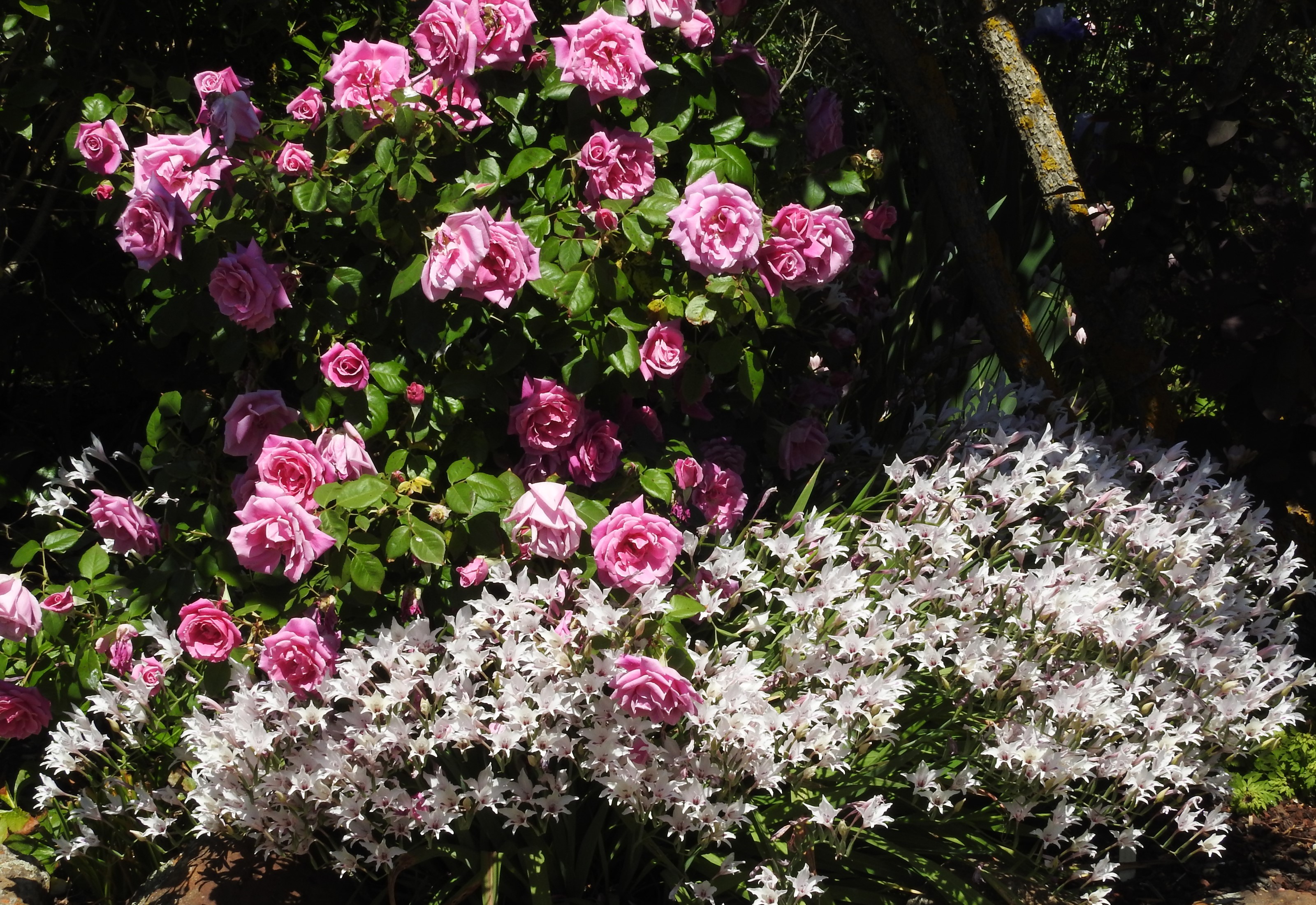 Pink Roses and White Flowers in Ballarat Botanic Gardens HD Wallpaper