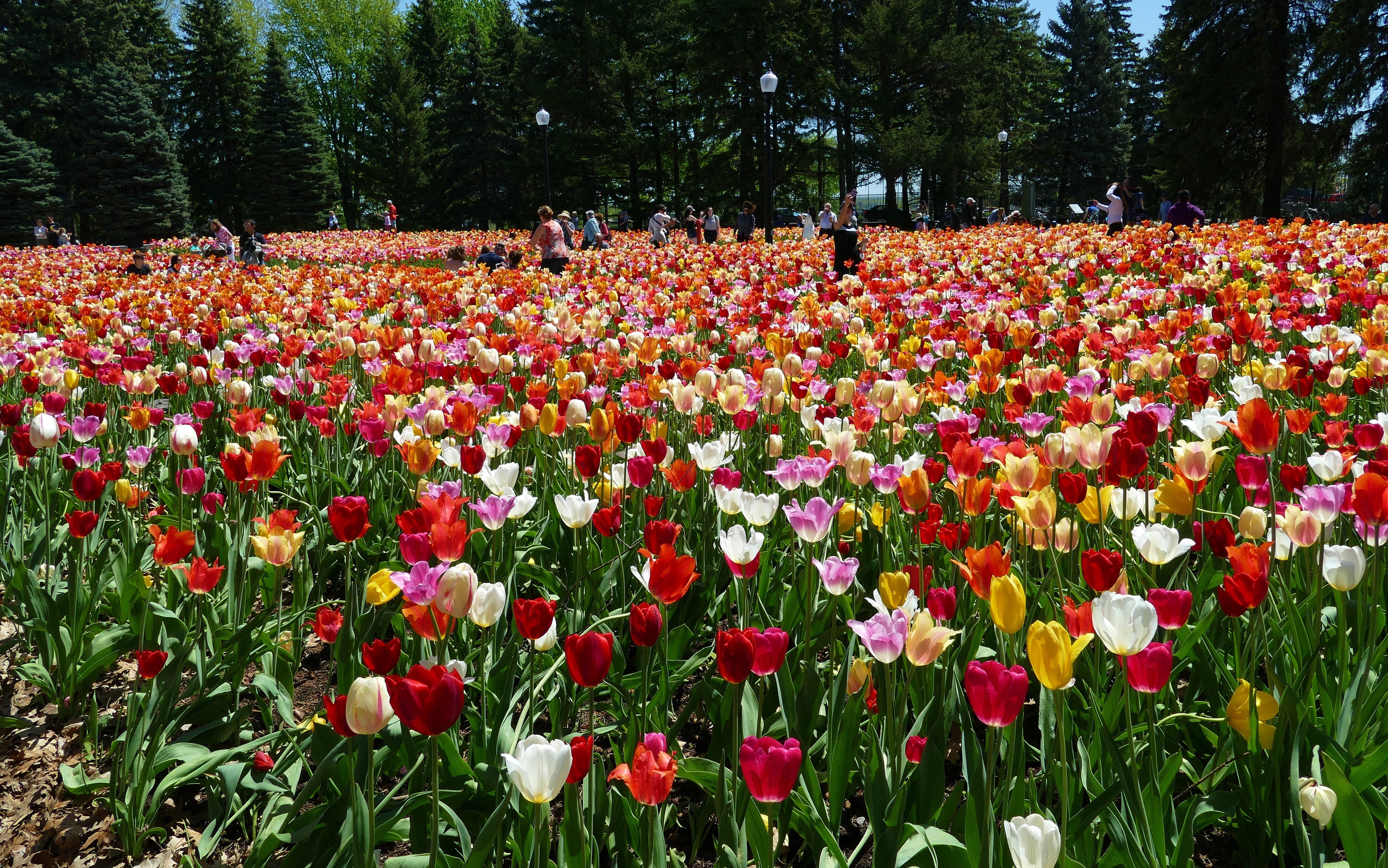 Field of Colorful Tulips in Botanical Gardens HD Wallpaper