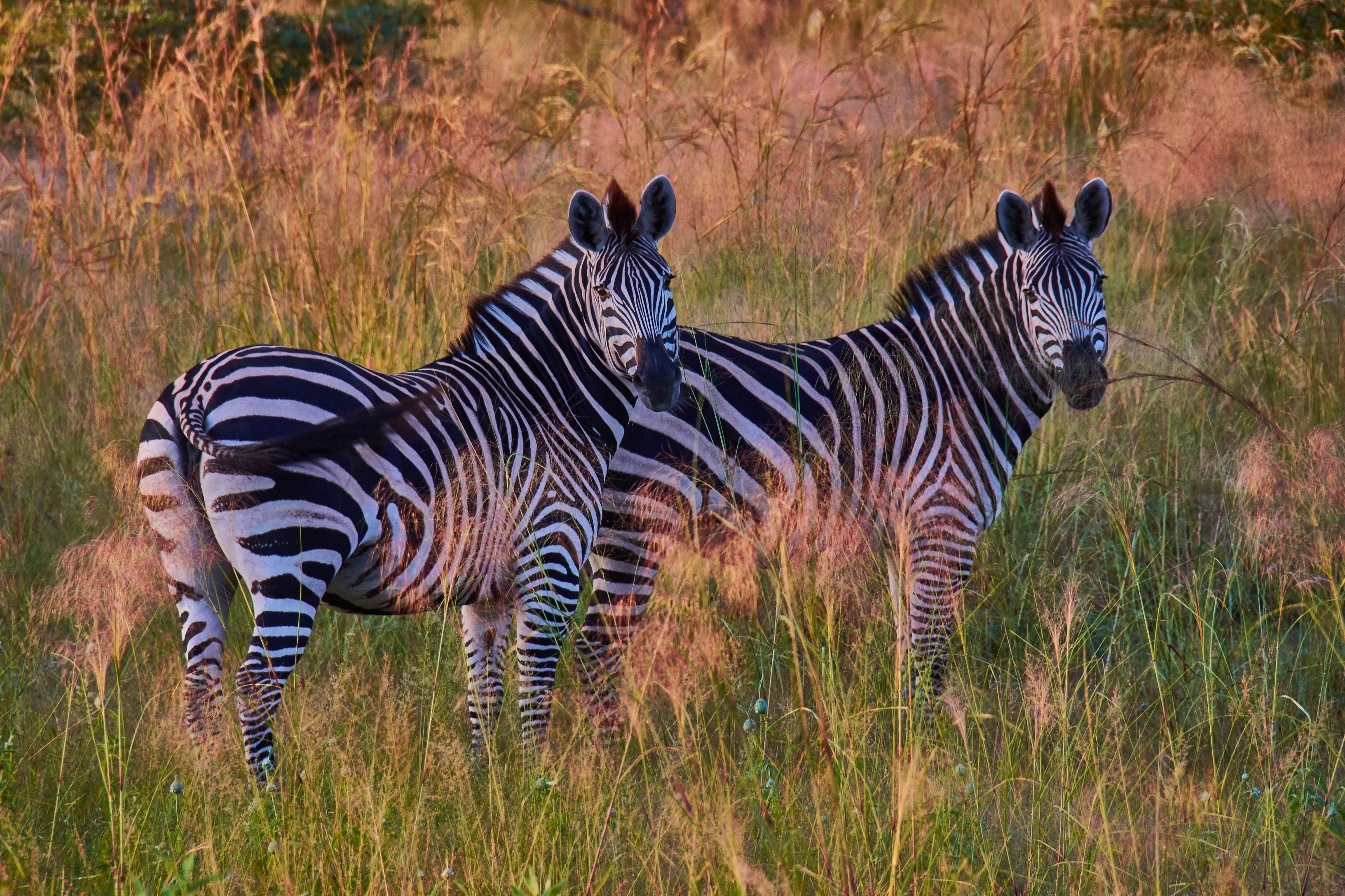 Two zebras standing in tall grass HD Wallpaper