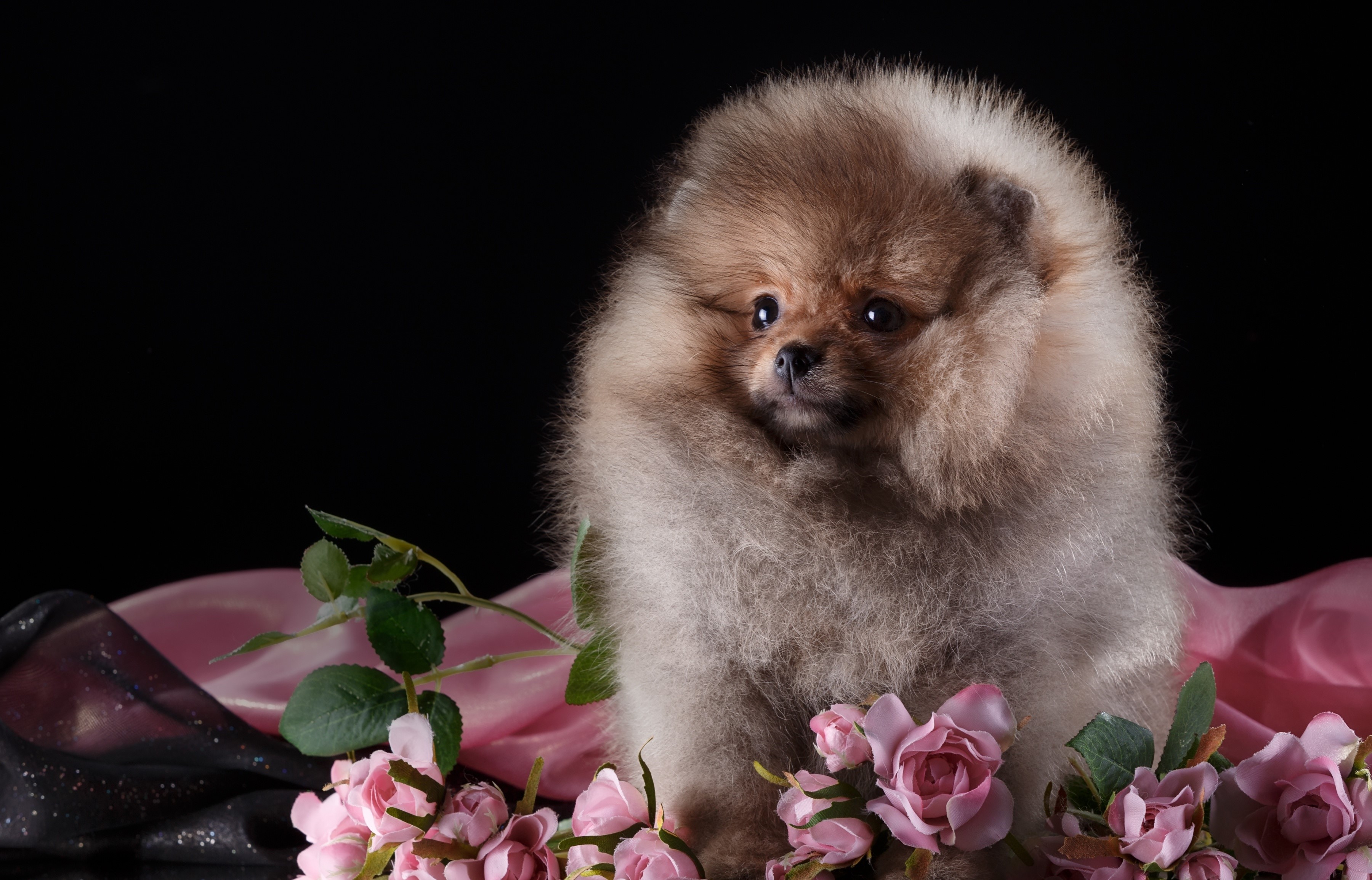 Fluffy Pomeranian puppy with pink roses HD Wallpaper