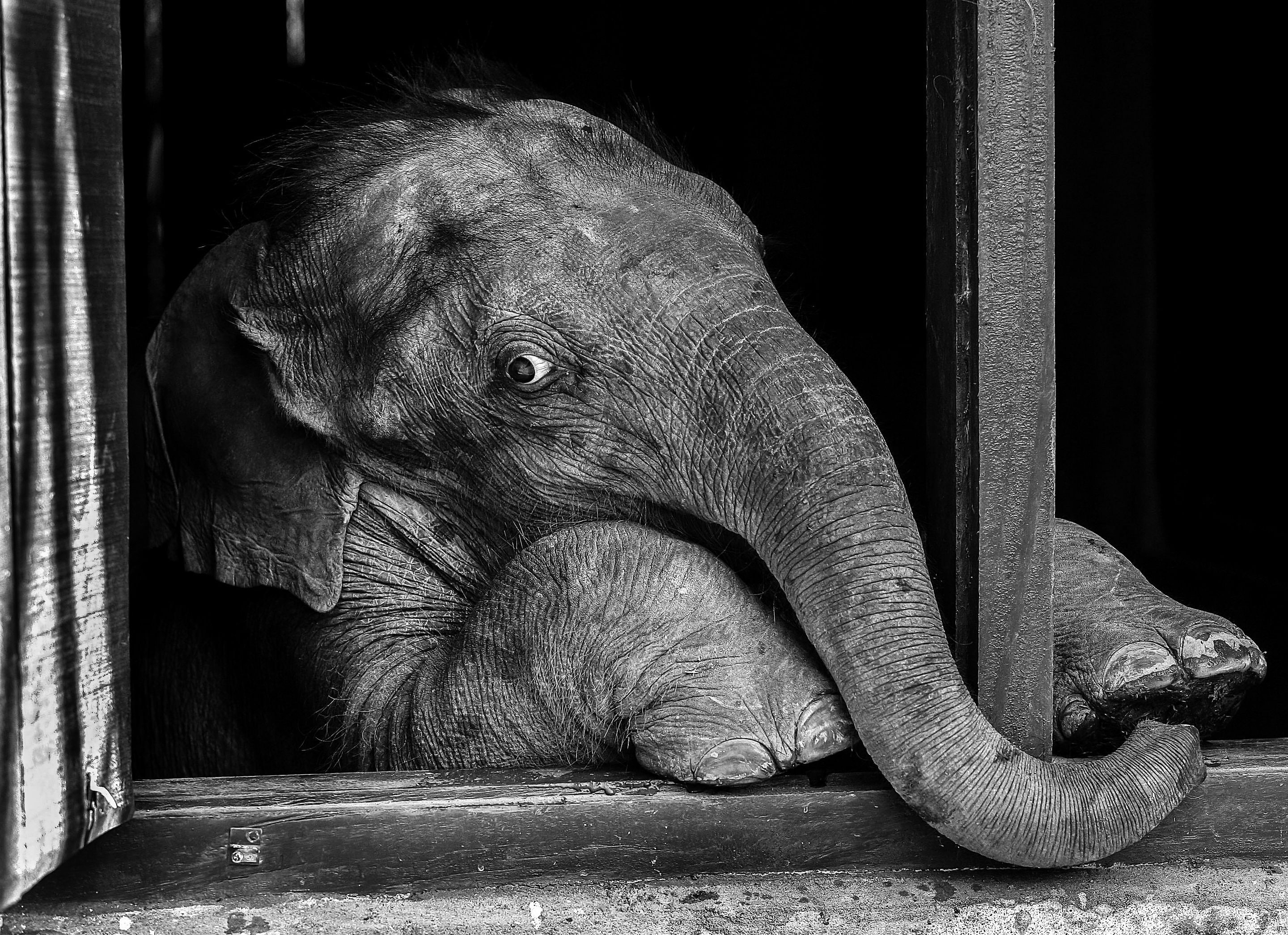 Black and white close-up of a young elephant HD Wallpaper