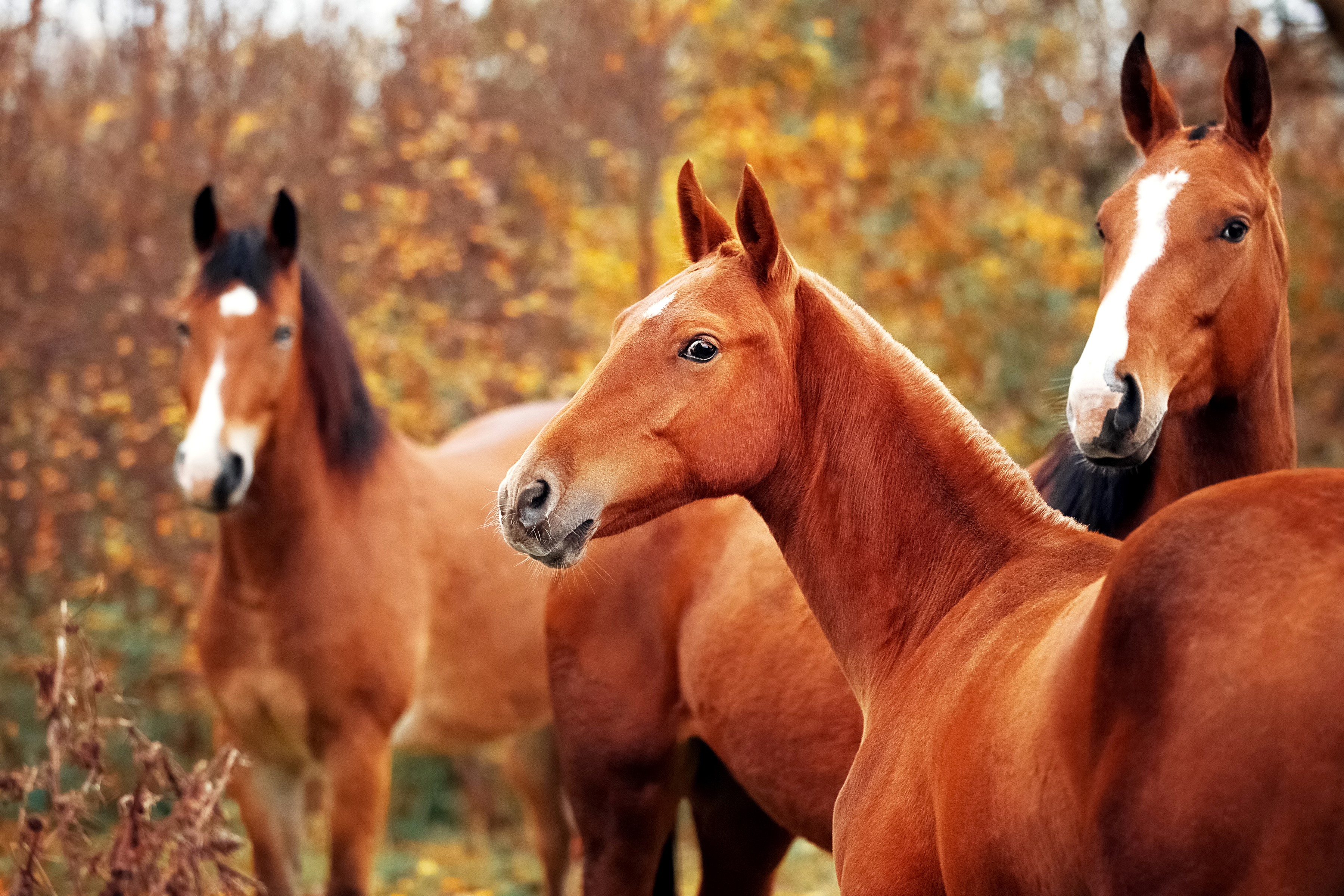 Three brown horses in a field with autumn foliage HD Wallpaper