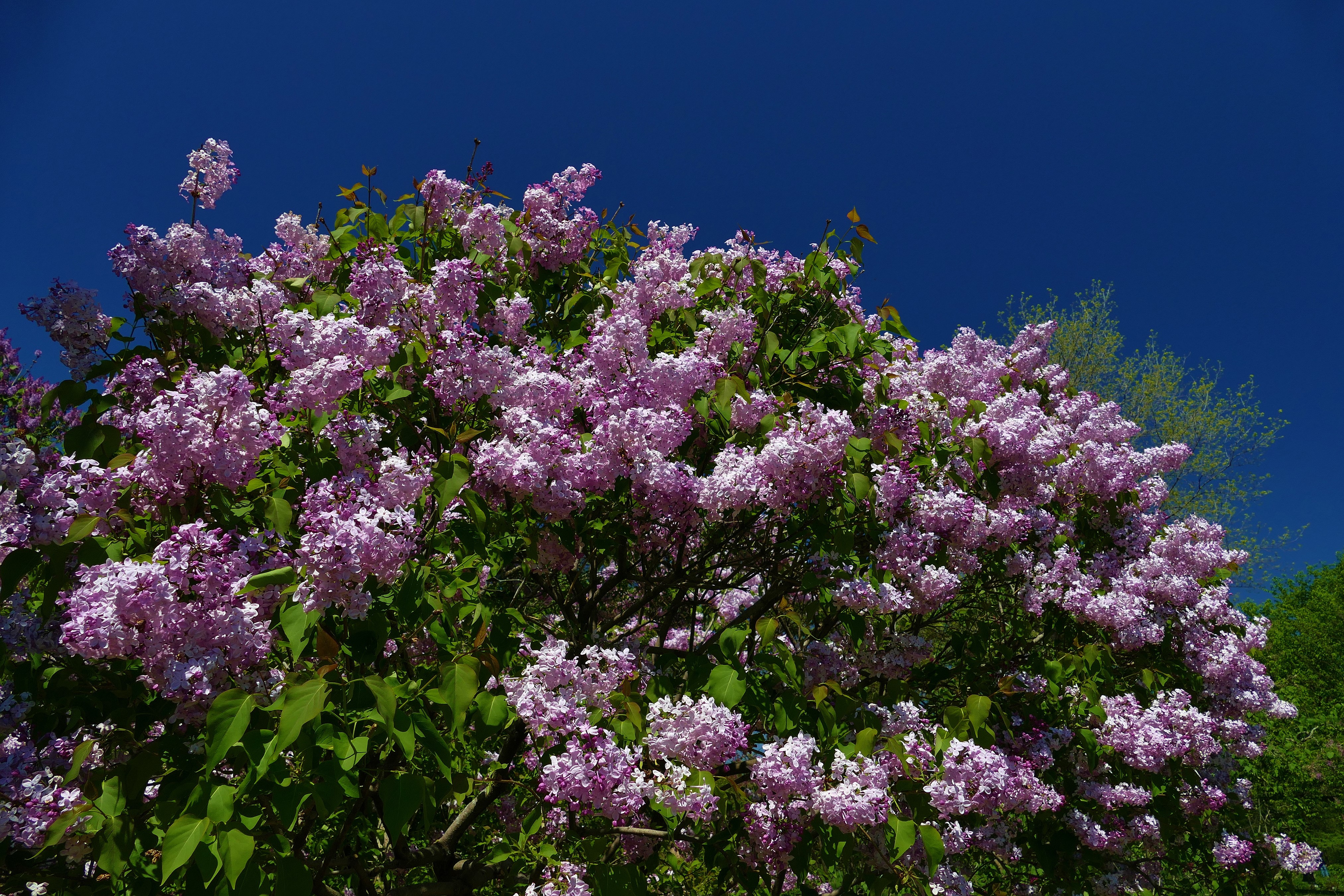Lilac branches against a blue sky HD Wallpaper