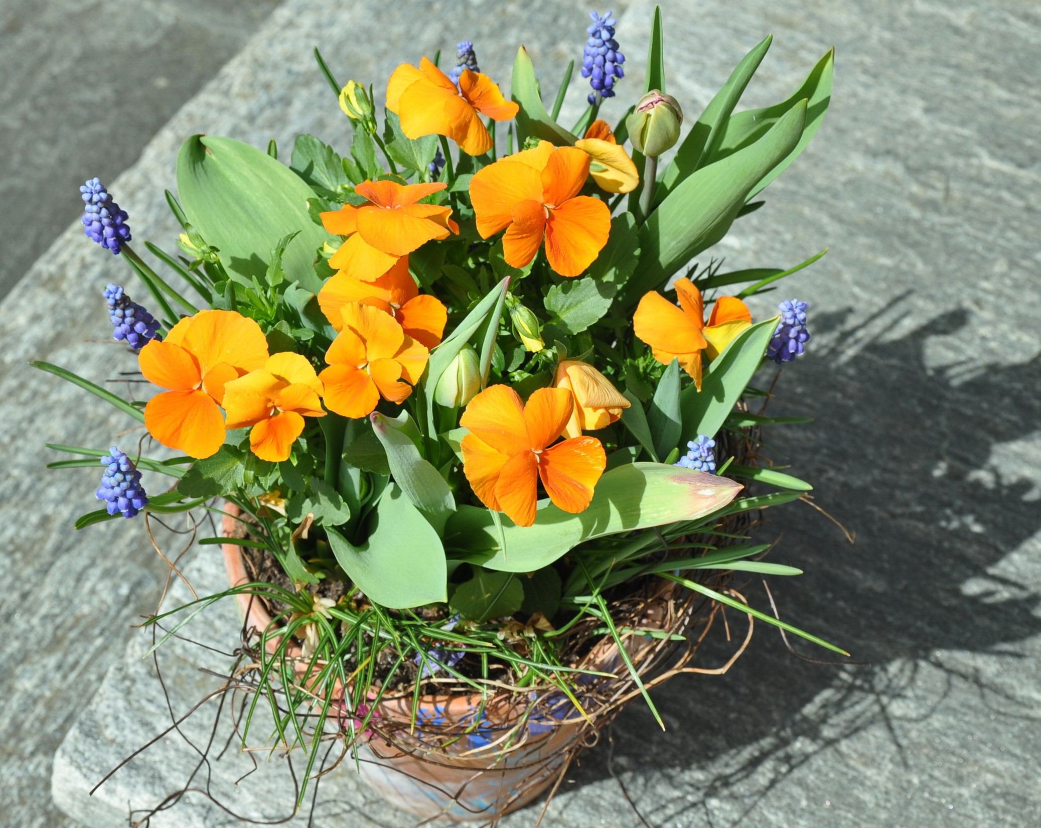 Orange pansies and blue muscari flowers in a pot HD Wallpaper