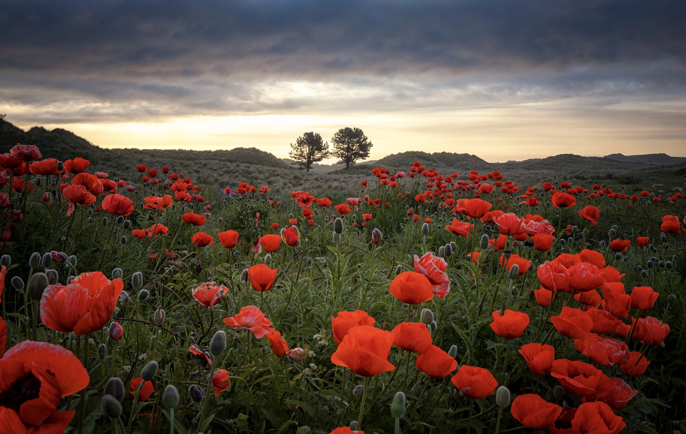Field of red poppies at sunset HD Wallpaper