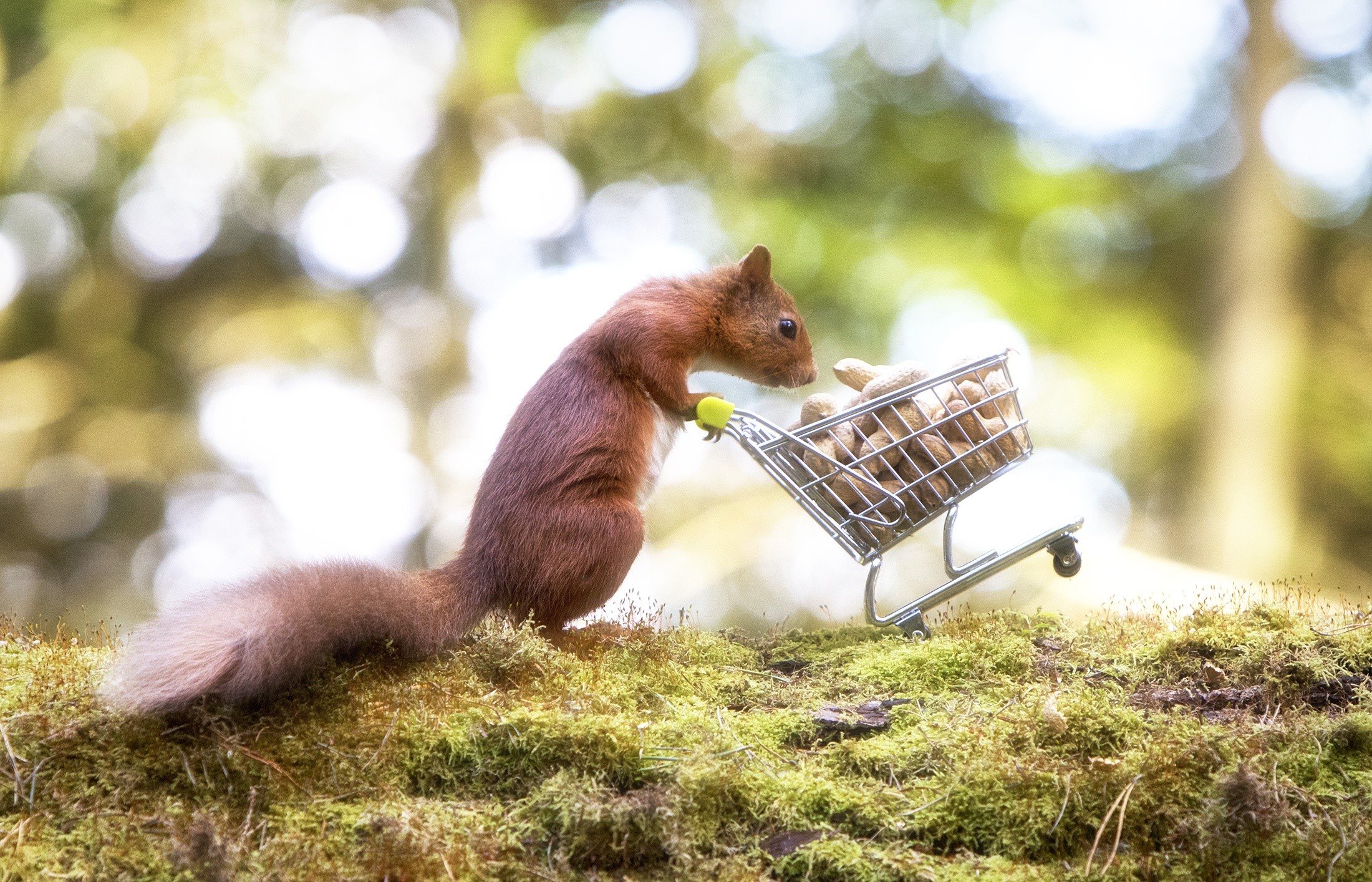 Red squirrel pushing a shopping cart full of peanuts HD Wallpaper