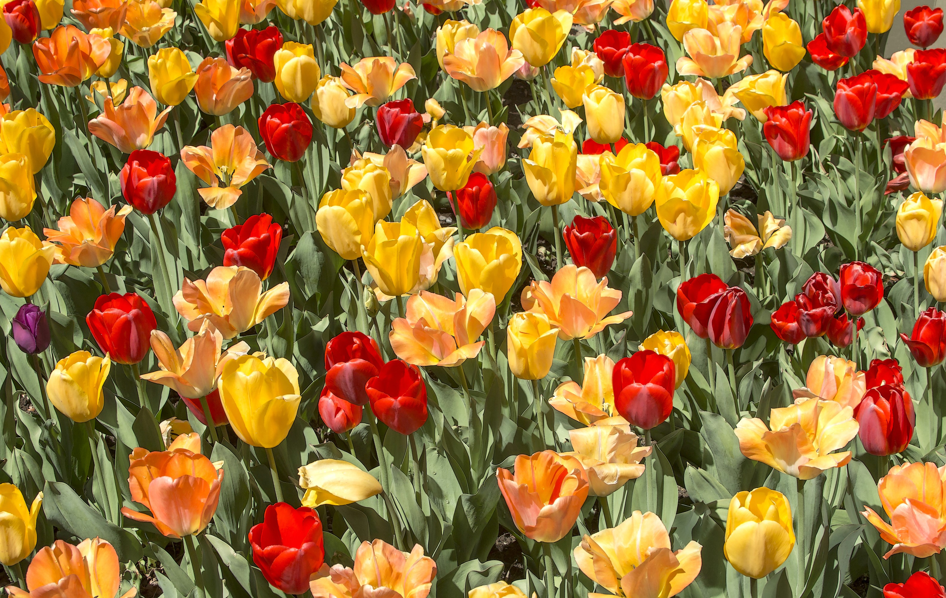 A field of colorful tulips in bloom HD Wallpaper