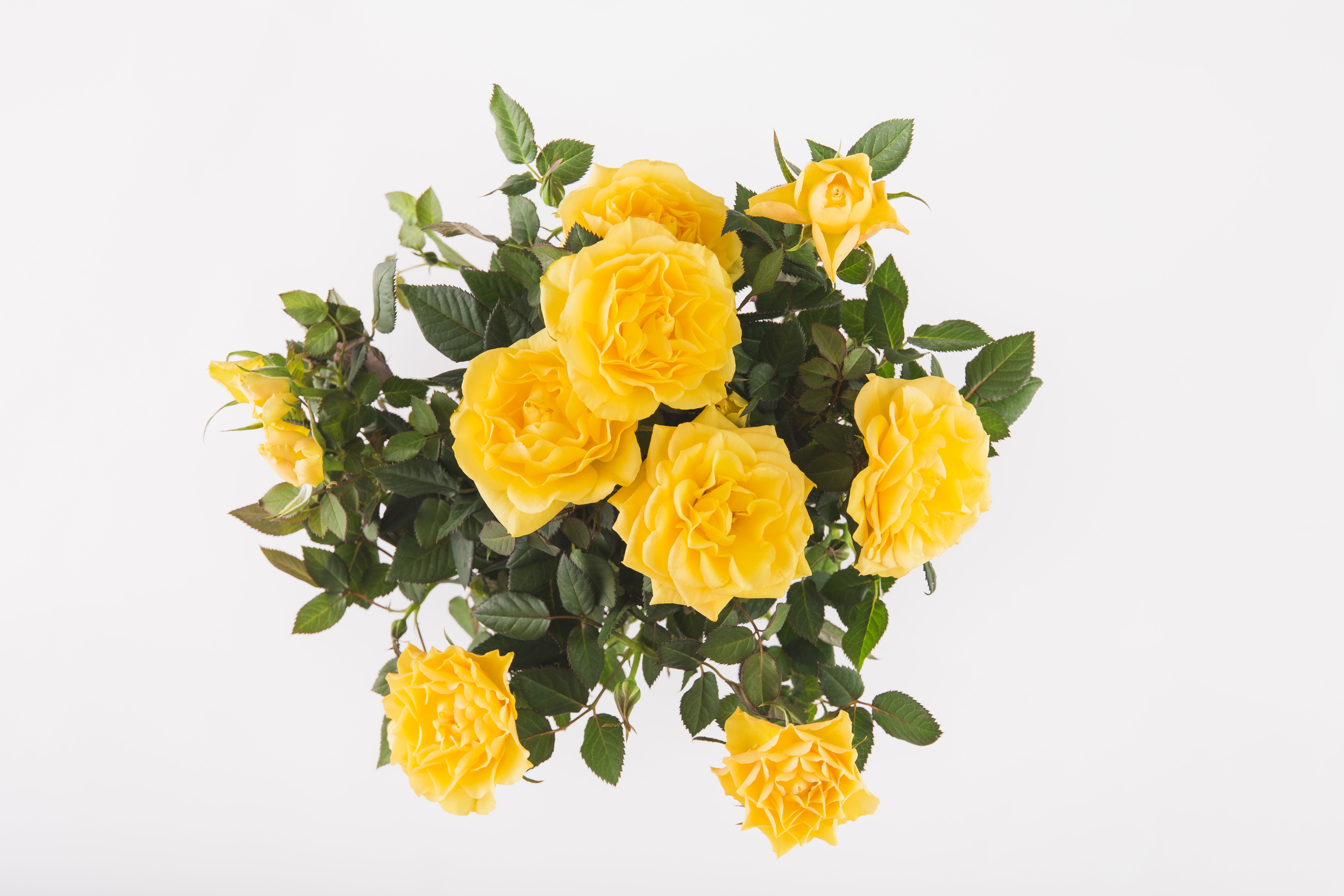 Yellow Roses Bouquet on White Background HD Wallpaper