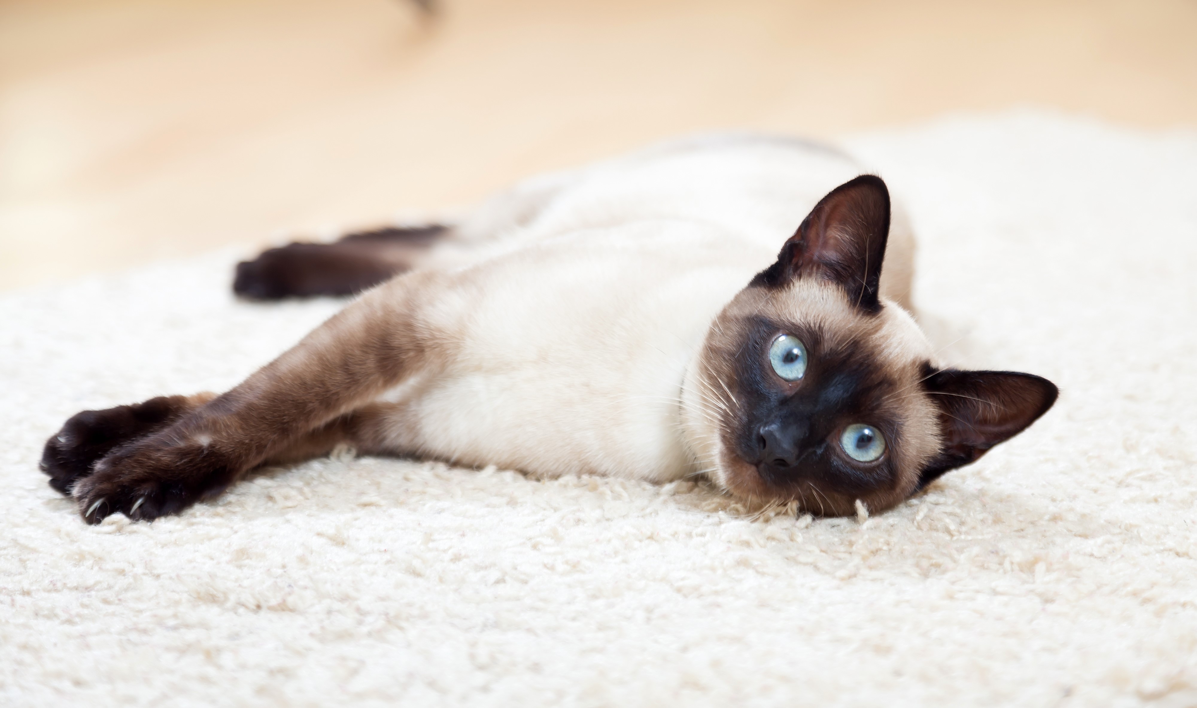 Siamese cat with blue eyes lying on a rug HD Wallpaper