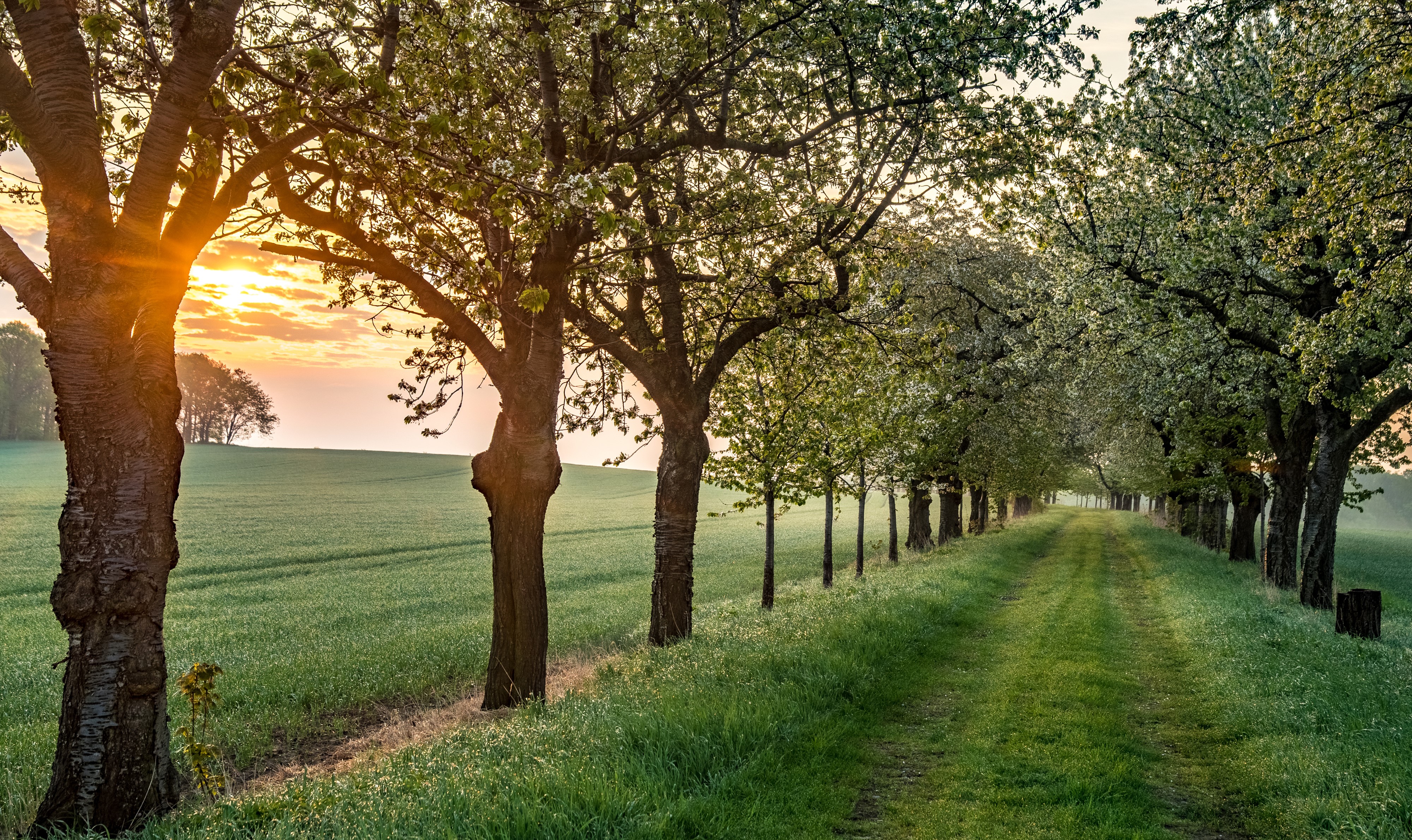 Flowering trees lining a path in Laucha, Germany HD Wallpaper