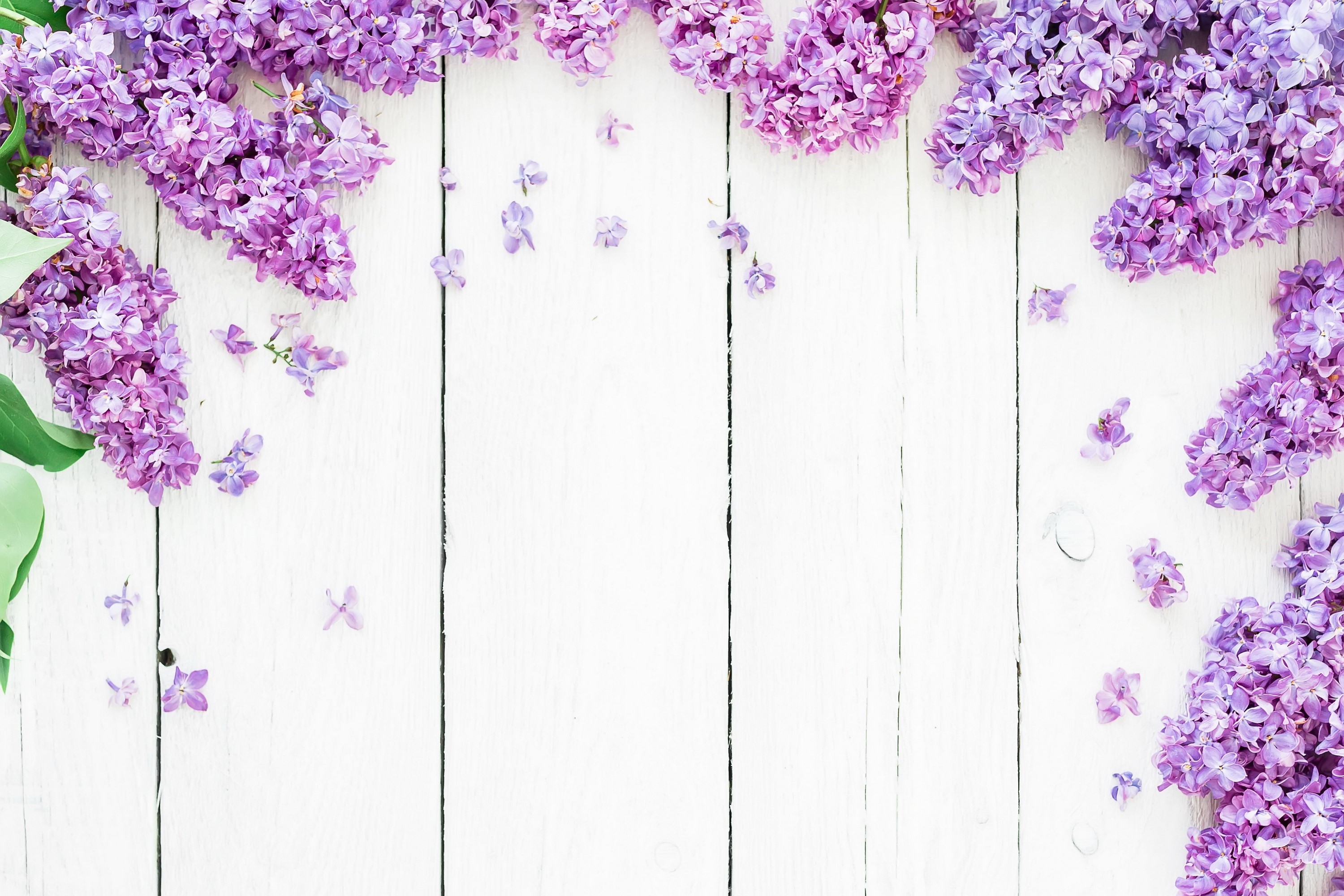 Purple Lilac Flowers on White Wood Planks HD Wallpaper