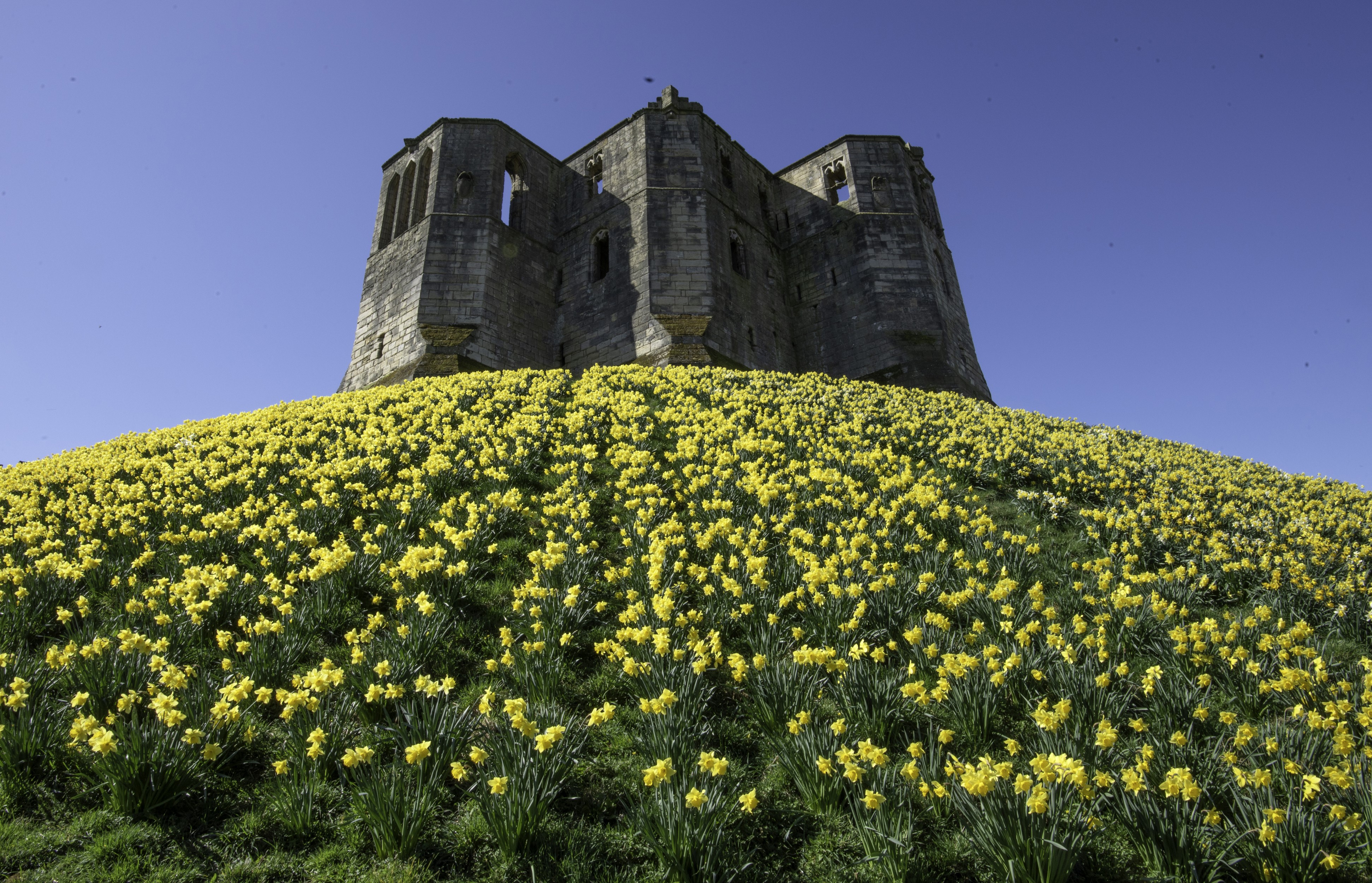 Warkworth Castle Ruins on Daffodil Hill, England HD Wallpaper