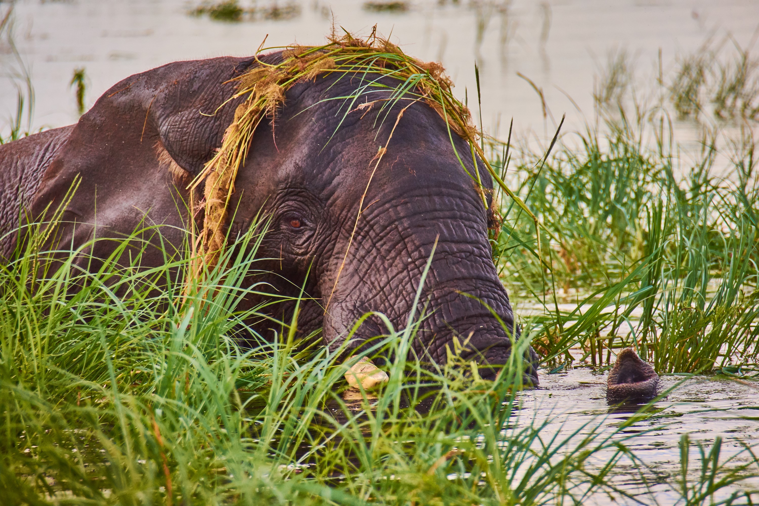 Elephant in tall grass near water HD Wallpaper