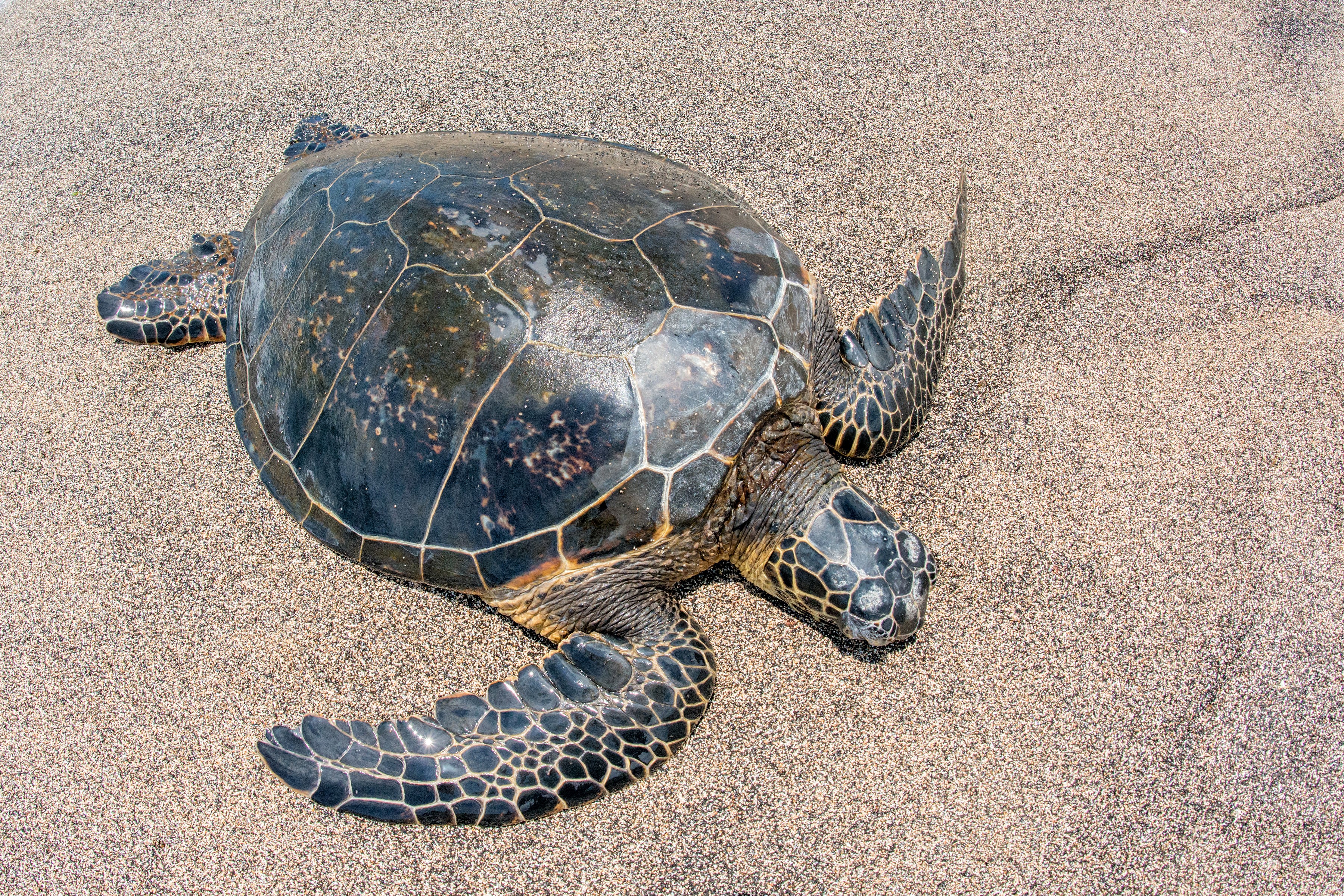 Sea turtle on sandy beach HD Wallpaper