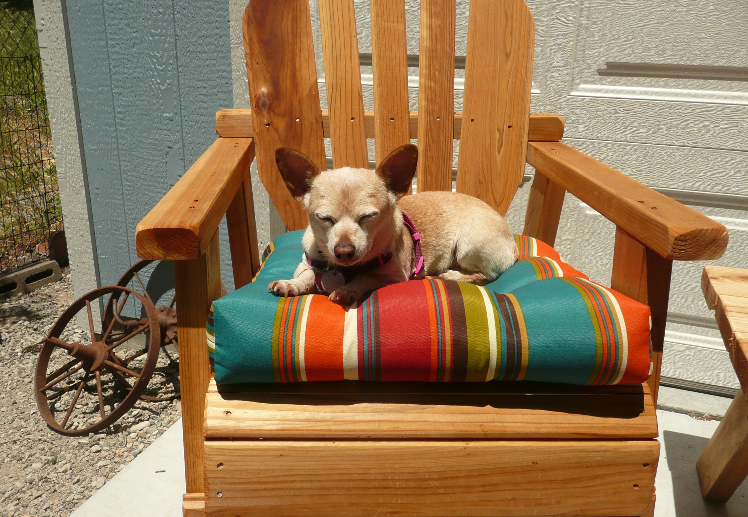 Chihuahua dog resting on a colorful cushion on an armchair HD Wallpaper