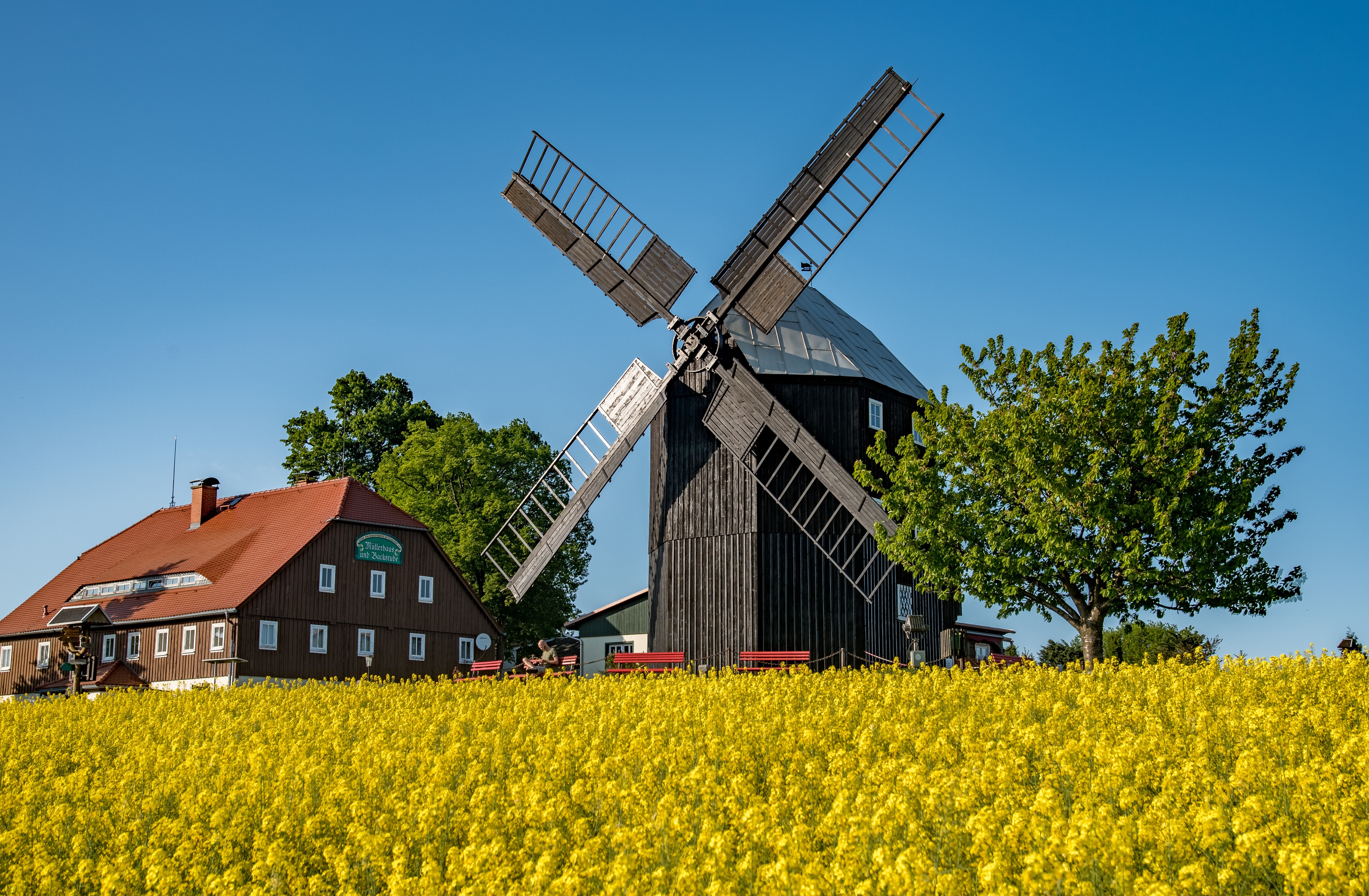 Windmill and house in a rapeseed field, Saxony, Germany HD Wallpaper