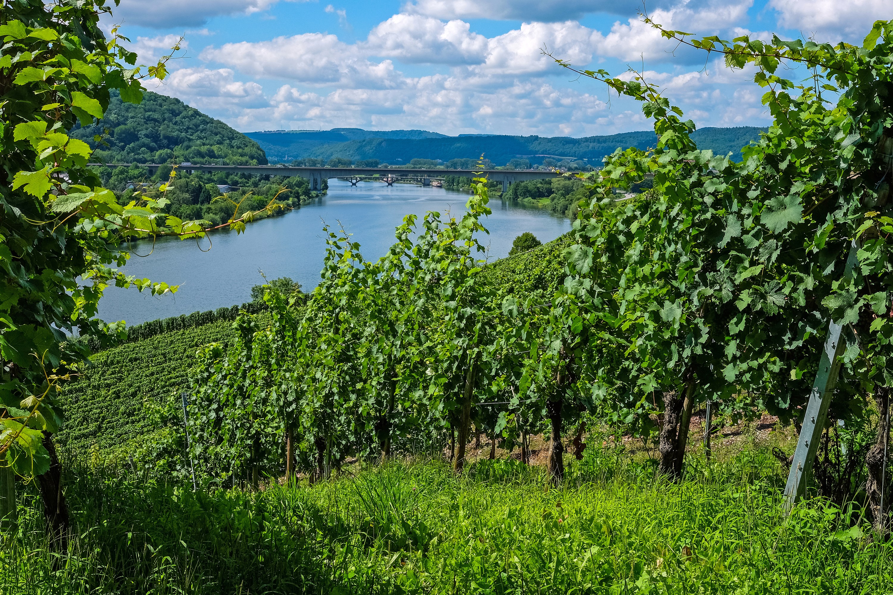 Vineyard overlooking Moselle River in Germany HD Wallpaper