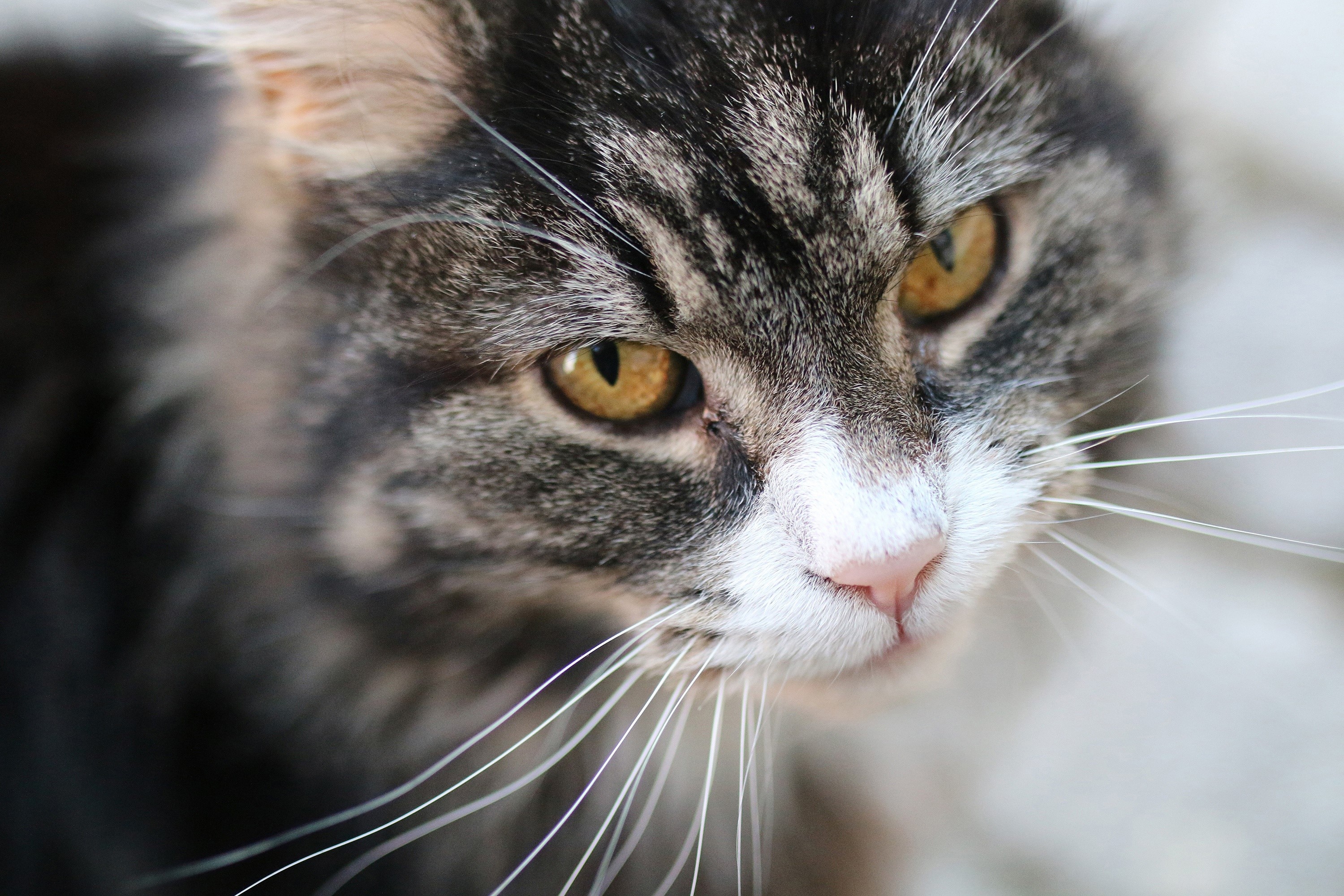 Close-up of a tabby cat's face HD Wallpaper