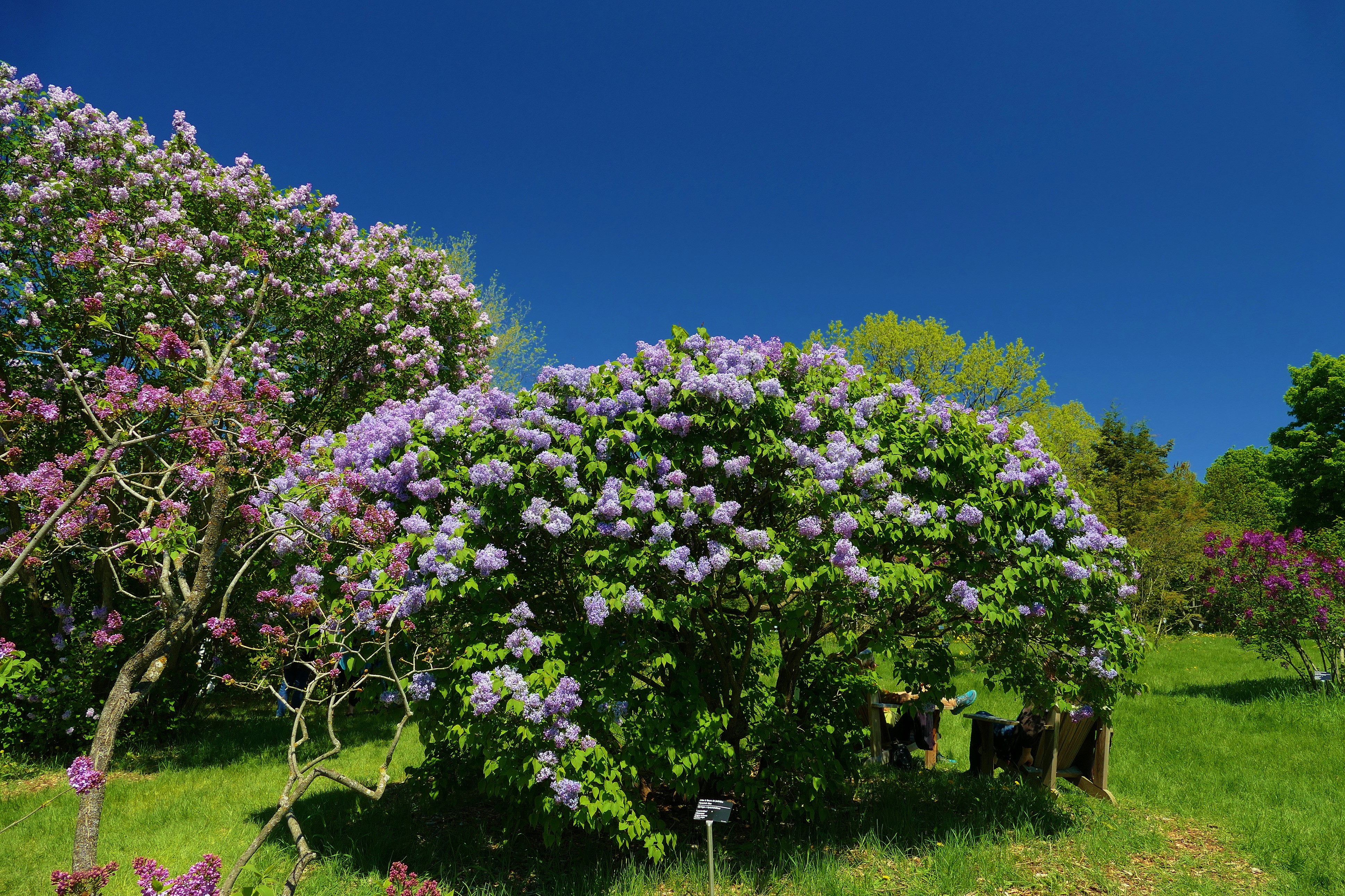 Lilac trees in bloom at Botanical Gardens Montreal HD Wallpaper