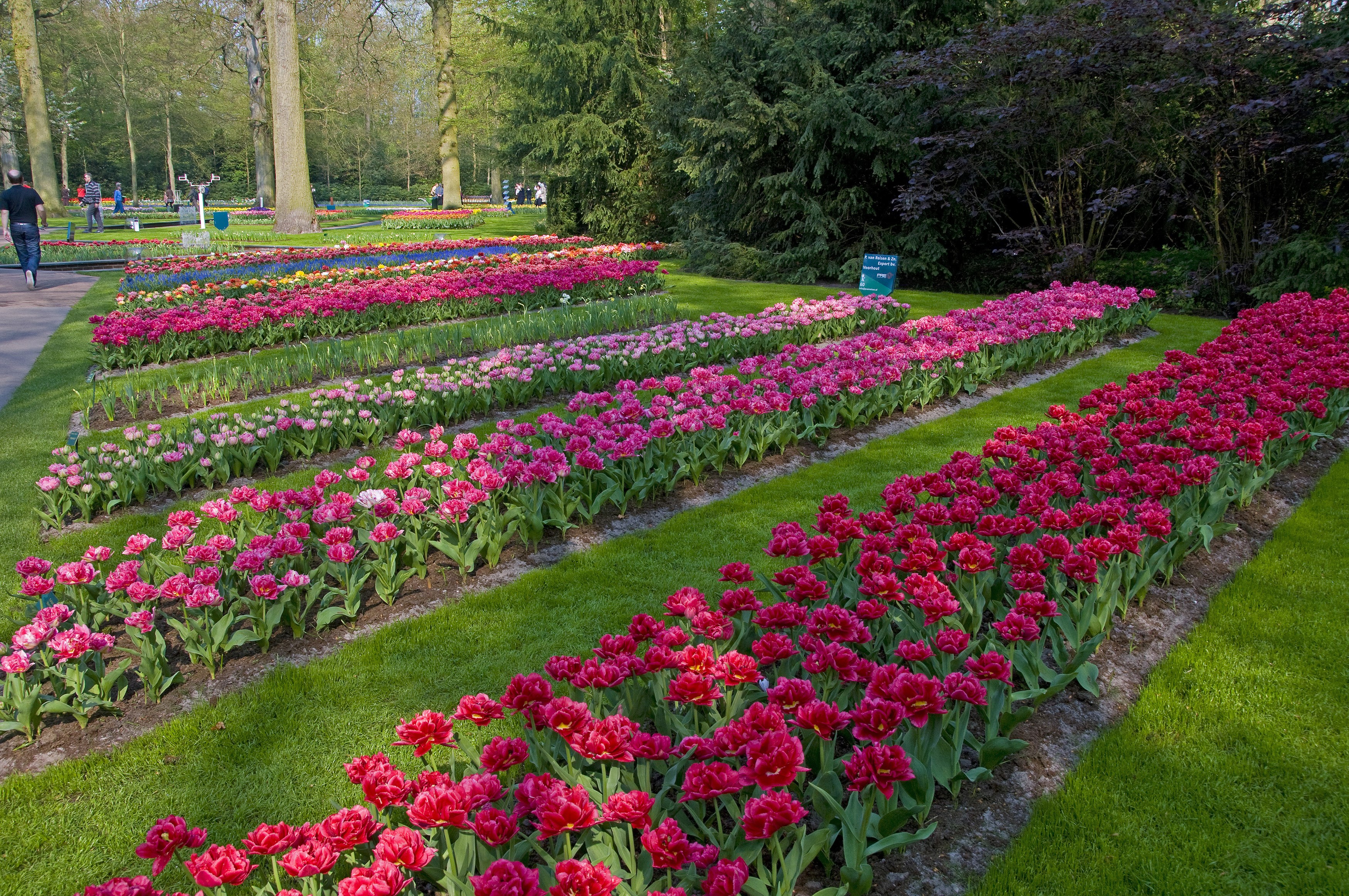 Rows of colorful tulips in a park in the Netherlands HD Wallpaper
