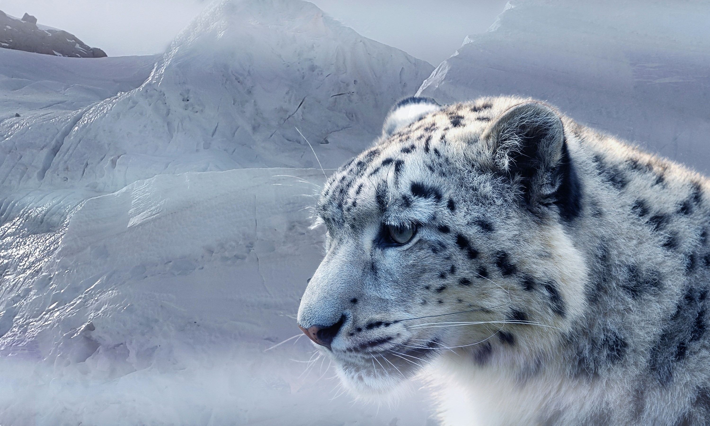 Snow leopard in a snowy mountain landscape HD Wallpaper