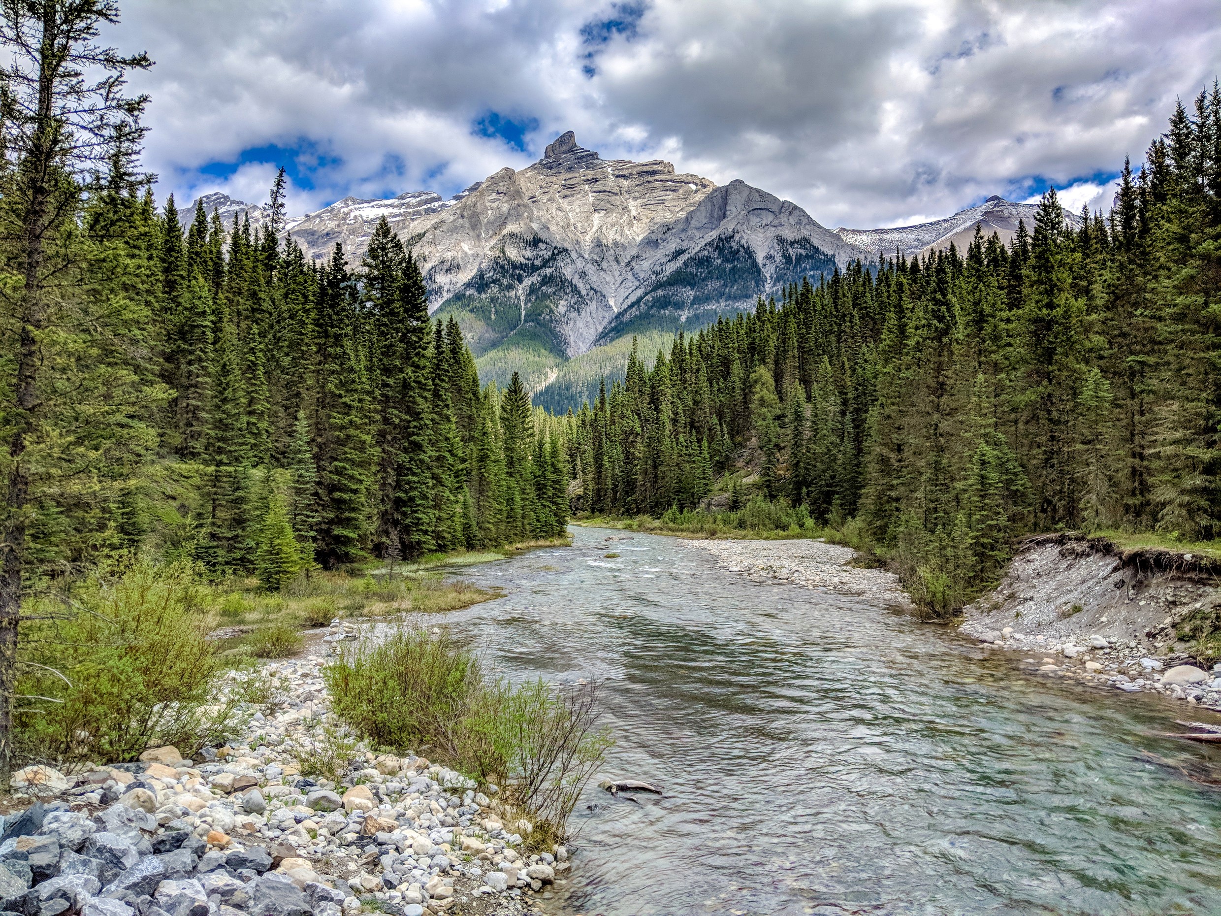 River flowing through a pine forest towards mountains in Banff National Park HD Wallpaper
