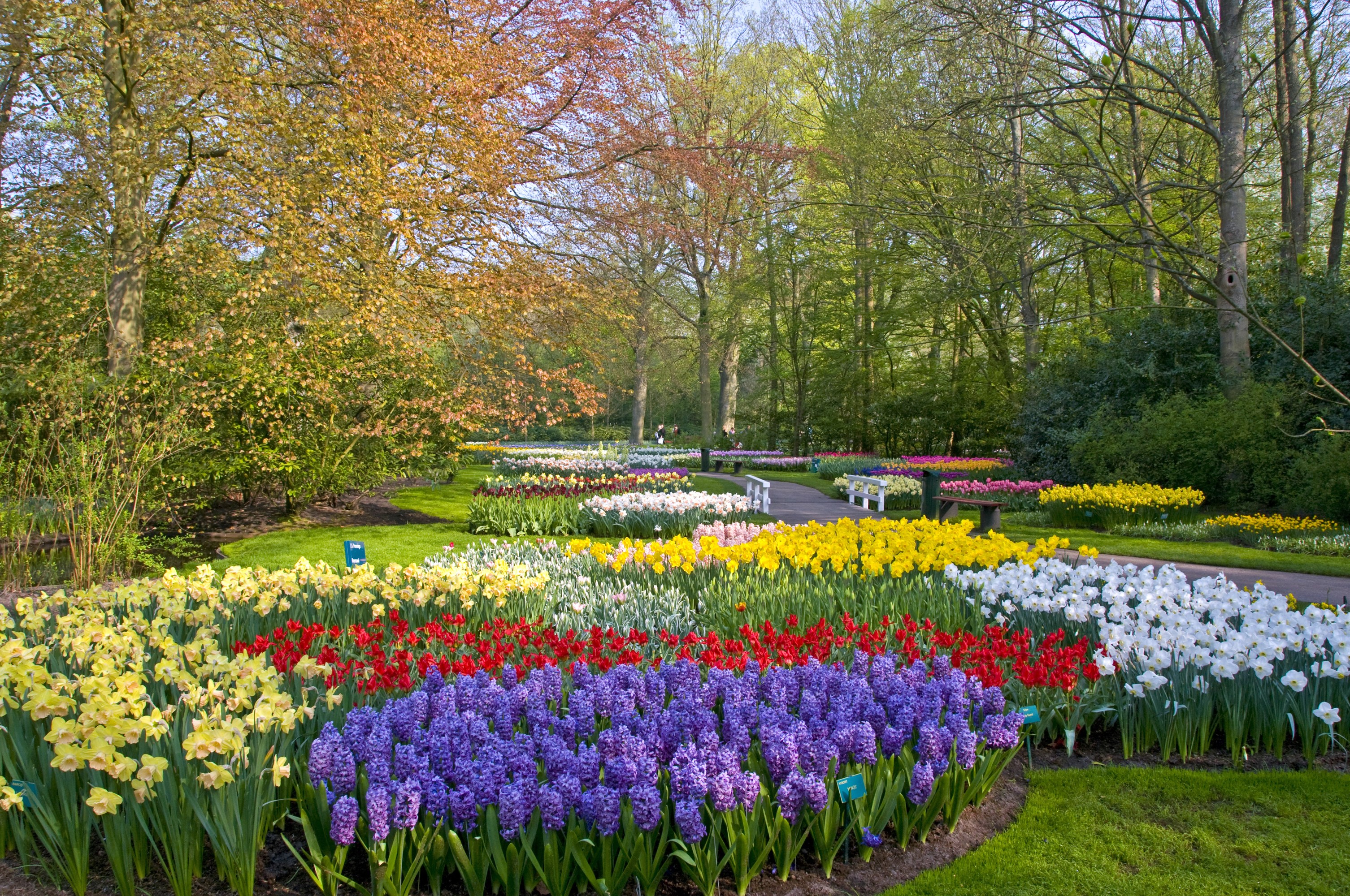 Keukenhof Gardens with Daffodils and Hyacinths in Lisse, Netherlands HD Wallpaper