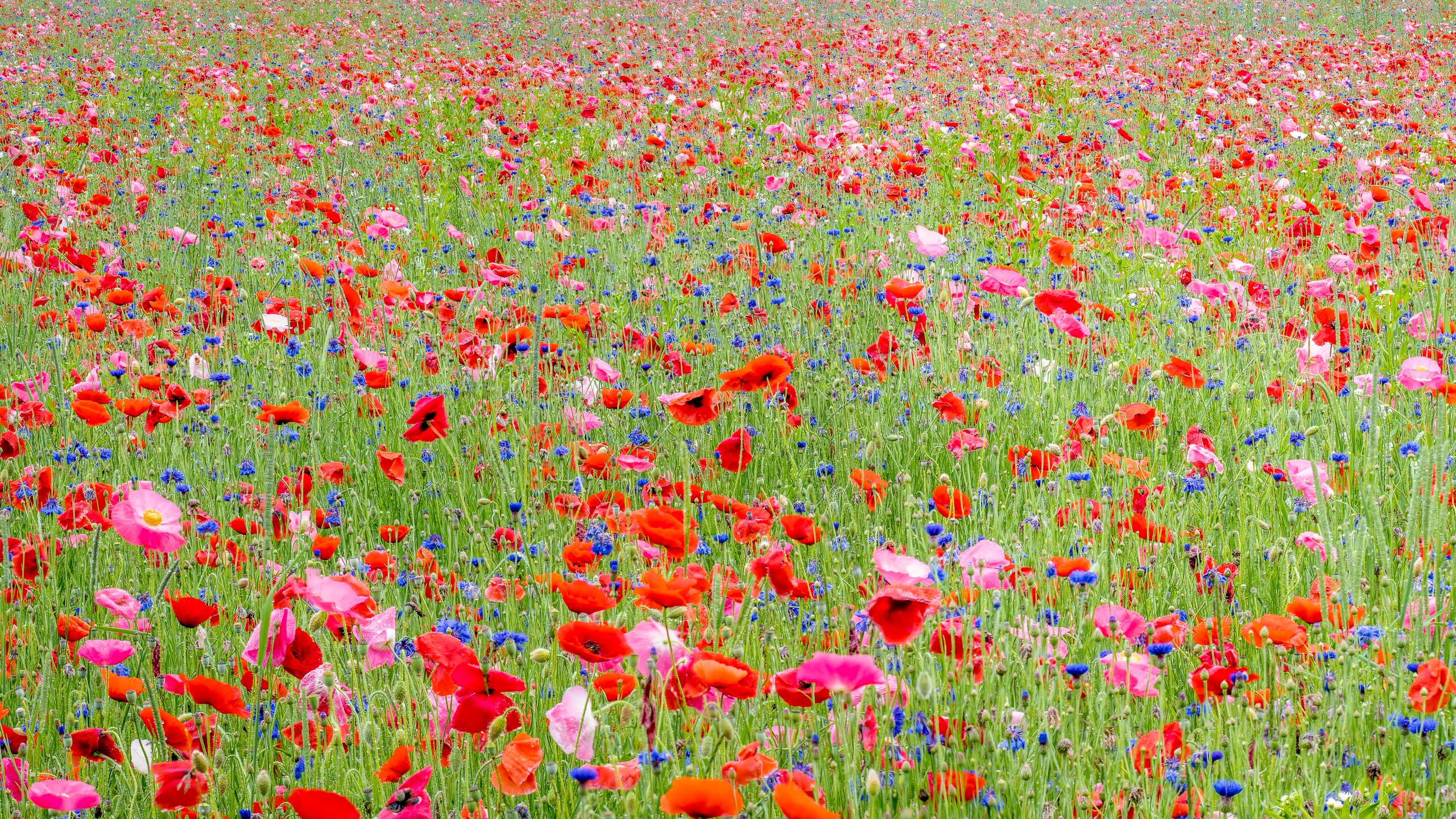 A field of red poppies and blue cornflowers in bloom HD Wallpaper