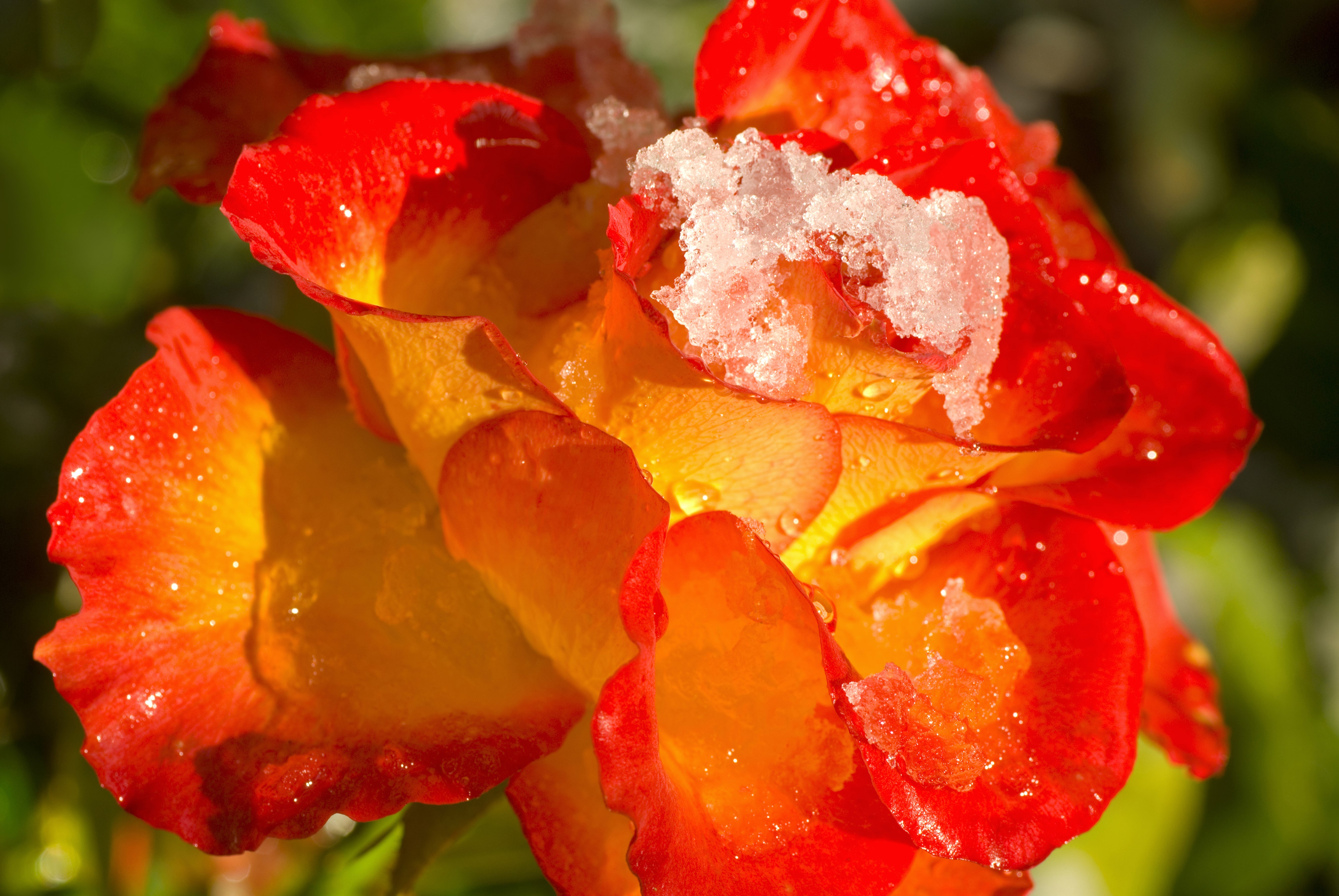 Rose with Snow and Water Drops HD Wallpaper