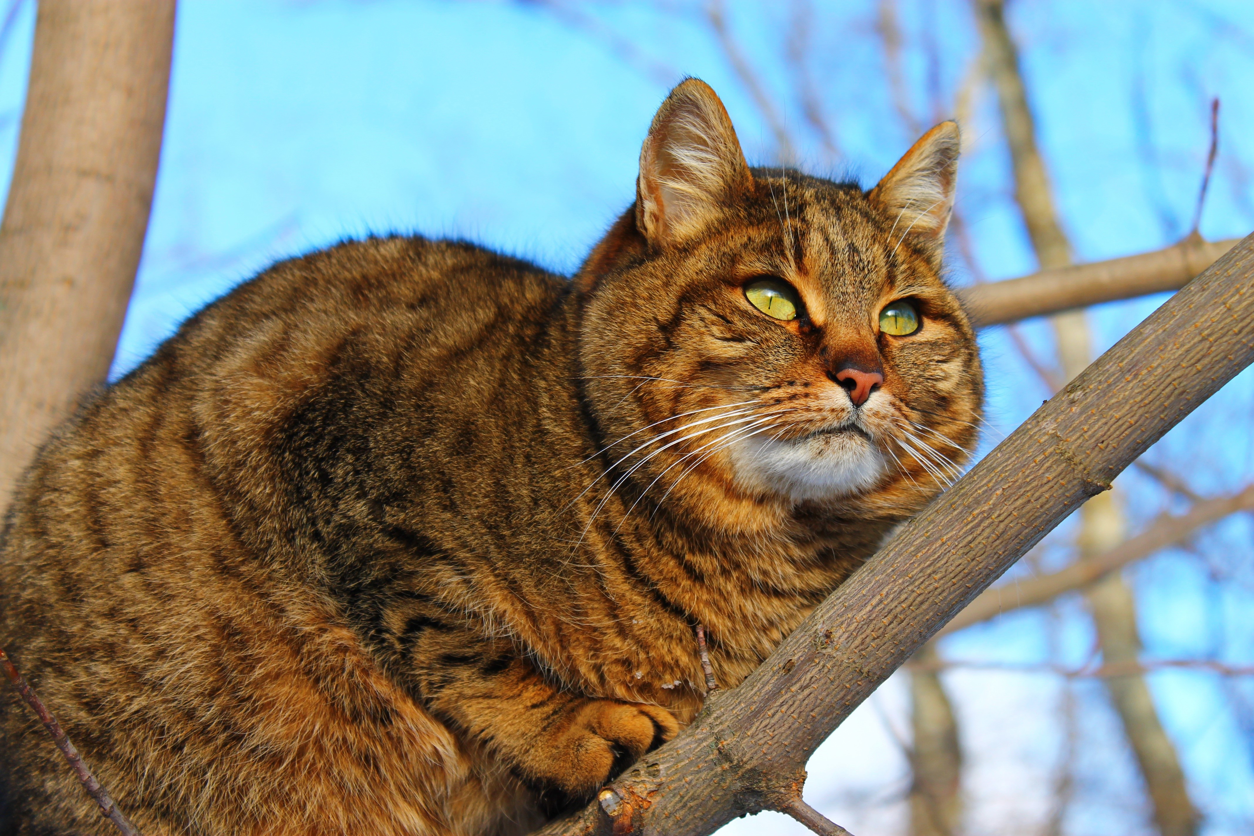 Fat tabby cat sitting on tree branches HD Wallpaper