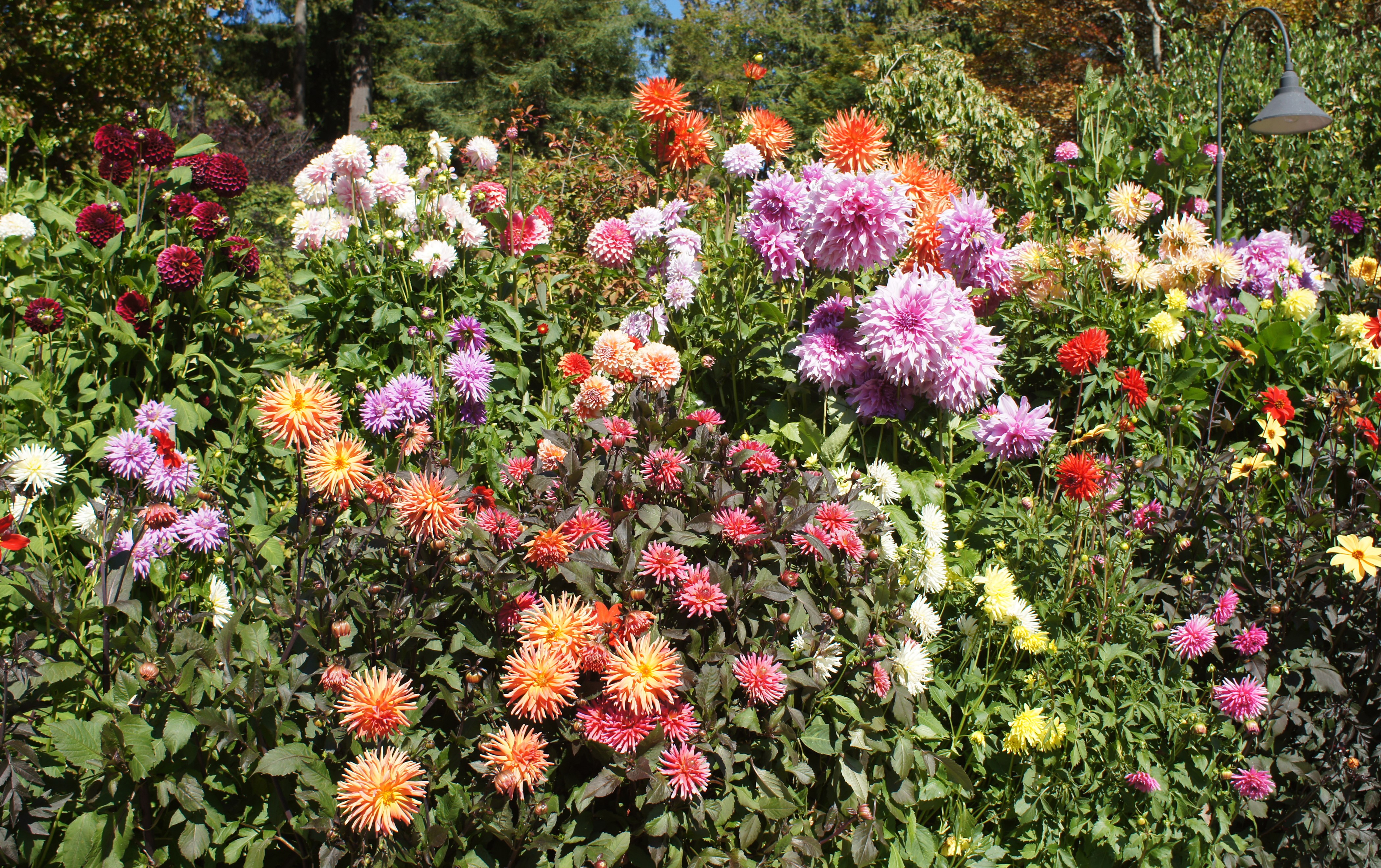 Dahlias in a Garden HD Wallpaper