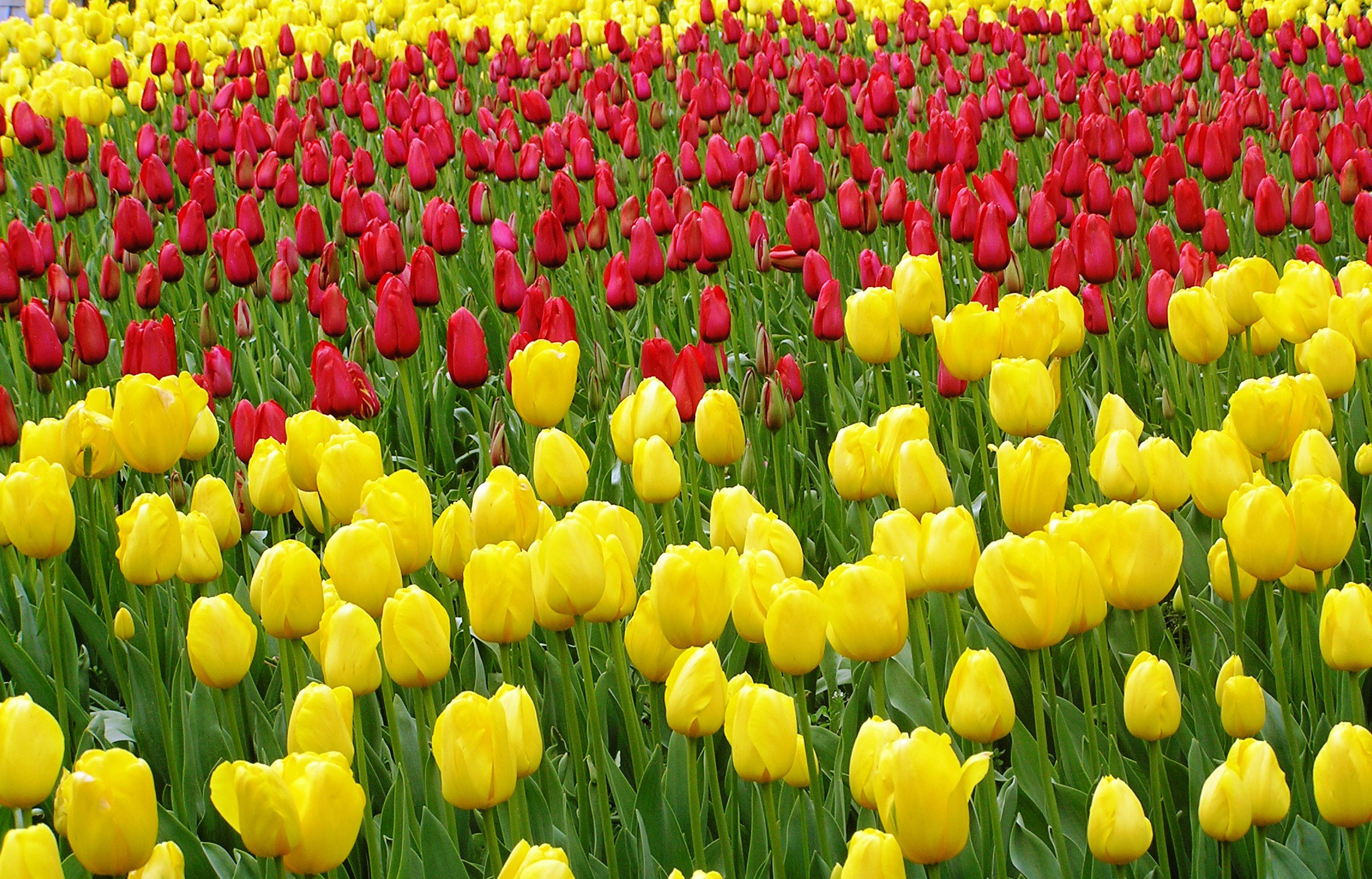 Field of Red and Yellow Tulips HD Wallpaper