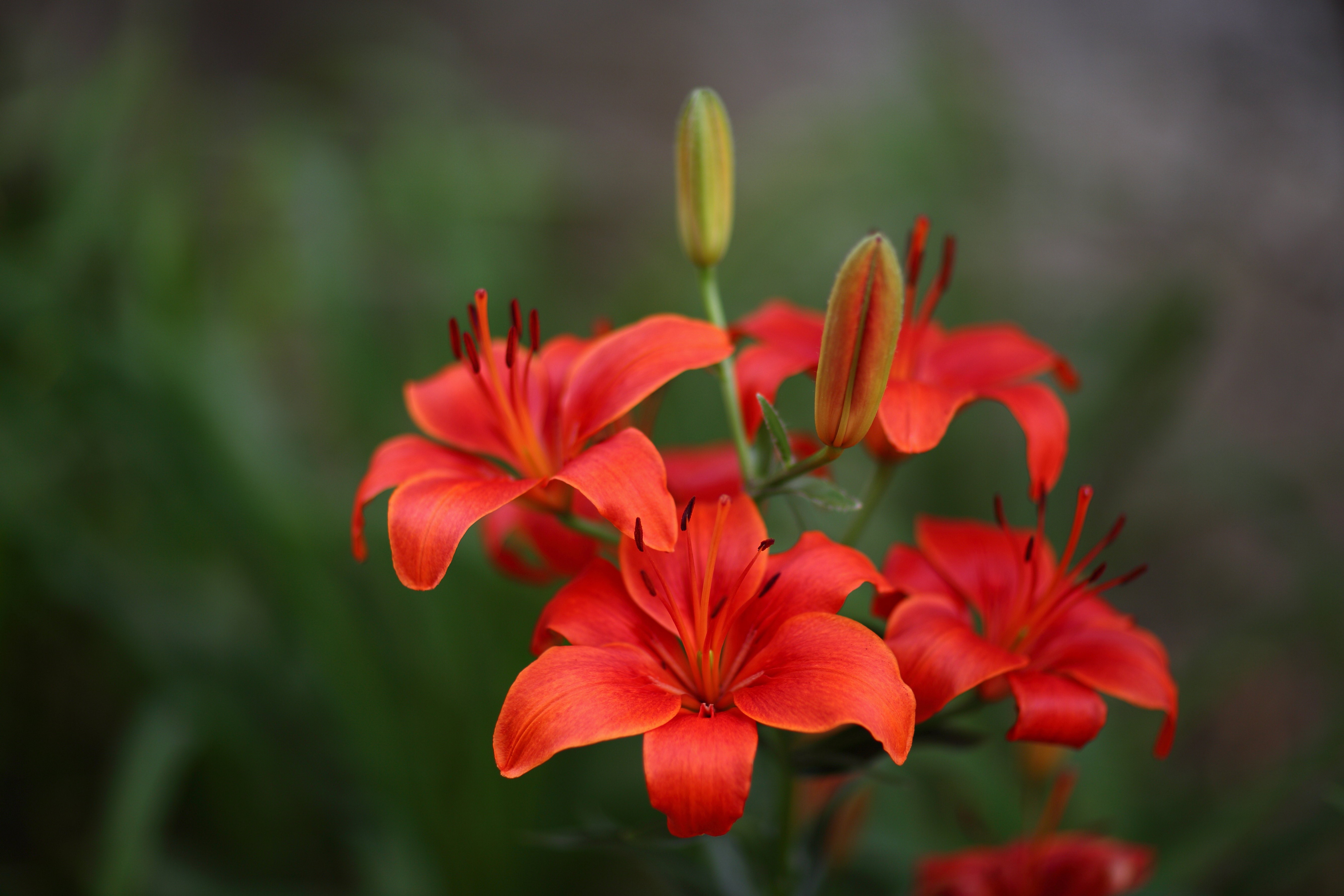 Red Lilies Closeup HD Wallpaper
