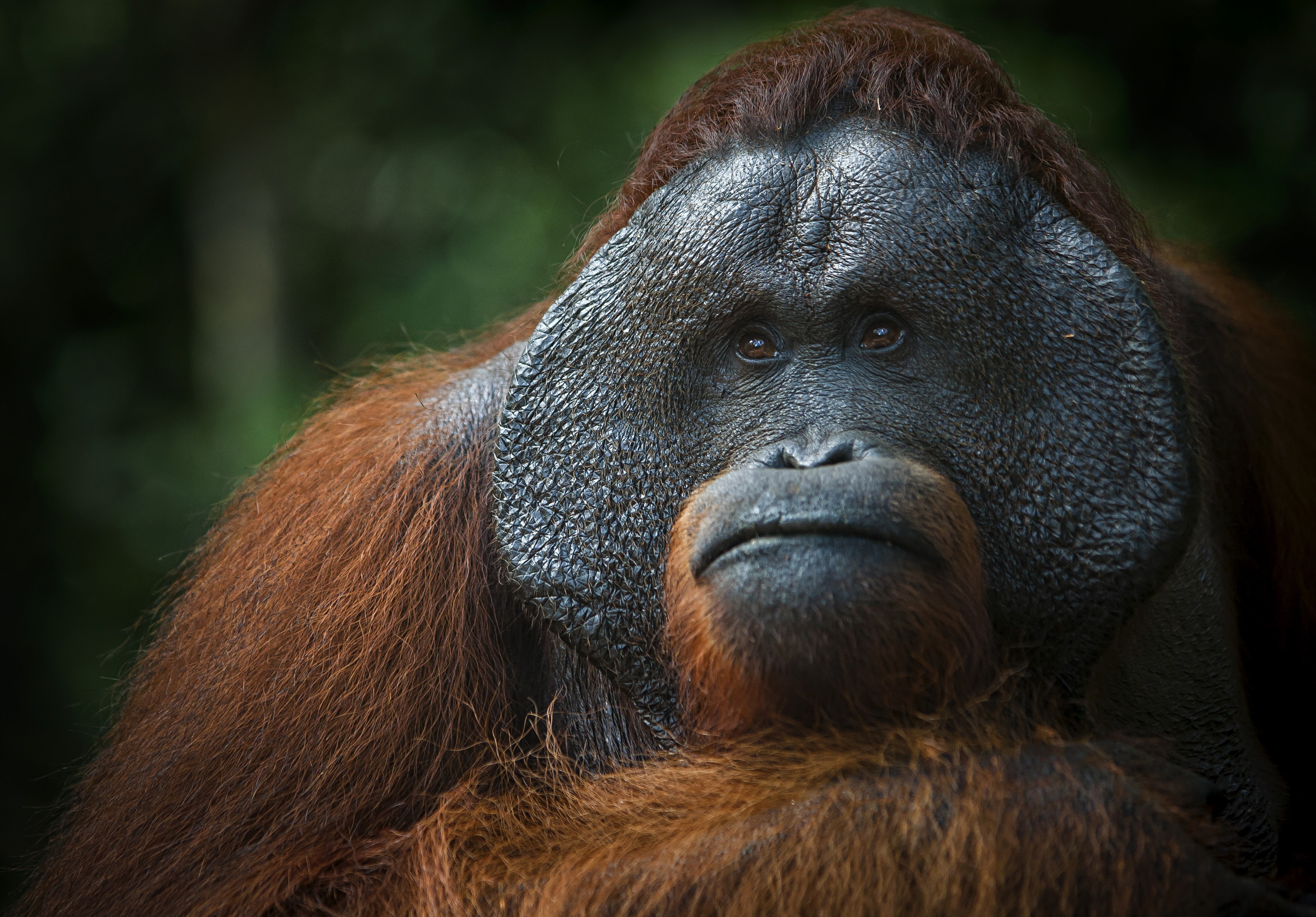 Close-up portrait of an orangutan HD Wallpaper