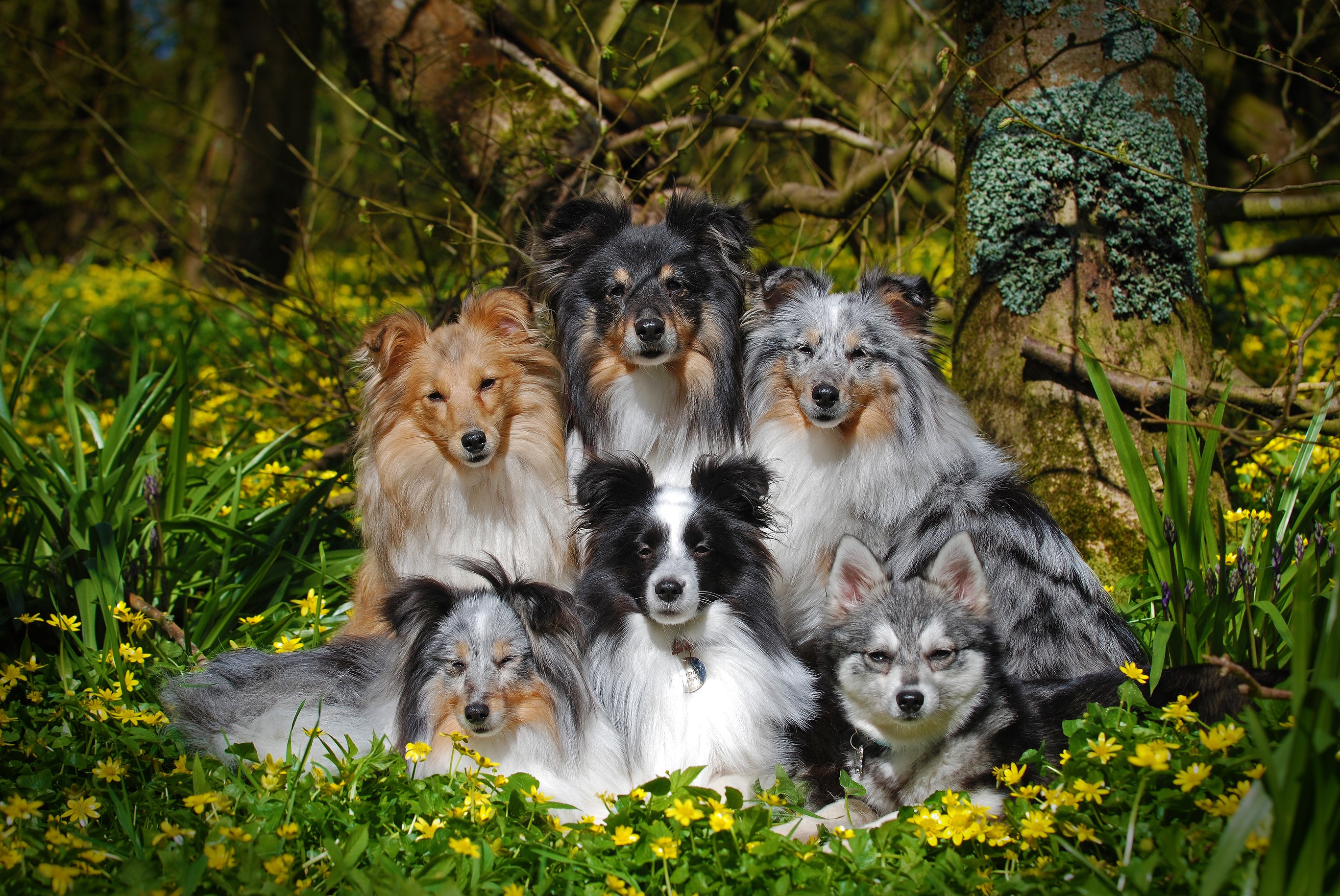 Group of Sheltie dogs in a field of yellow flowers HD Wallpaper