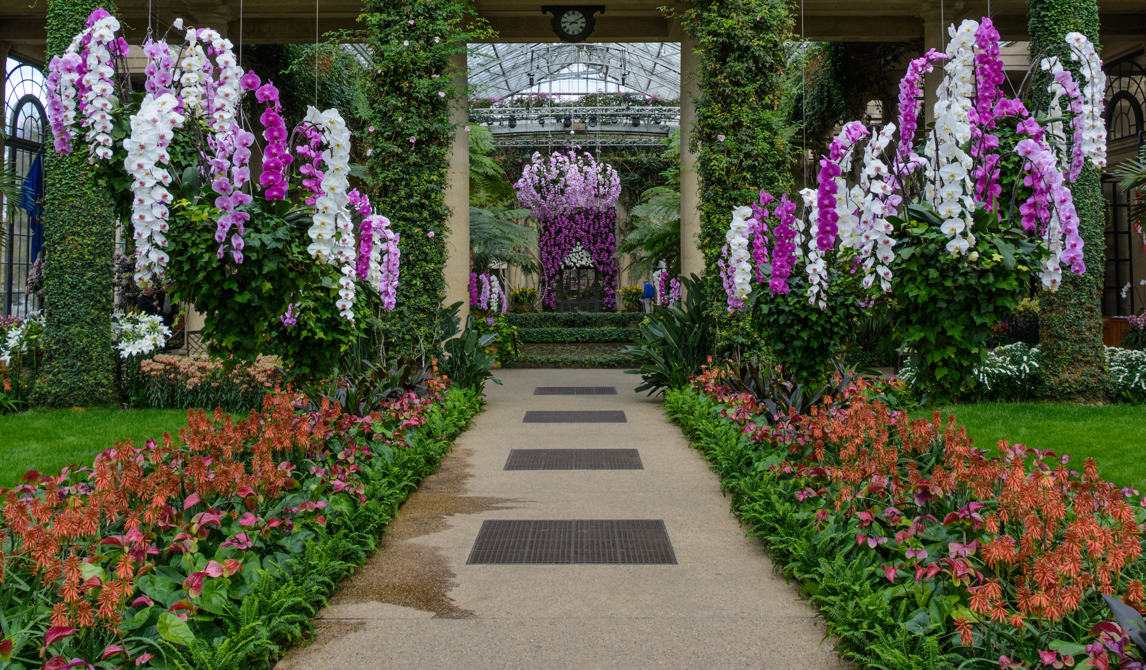 Orchid display at Longwood Gardens HD Wallpaper