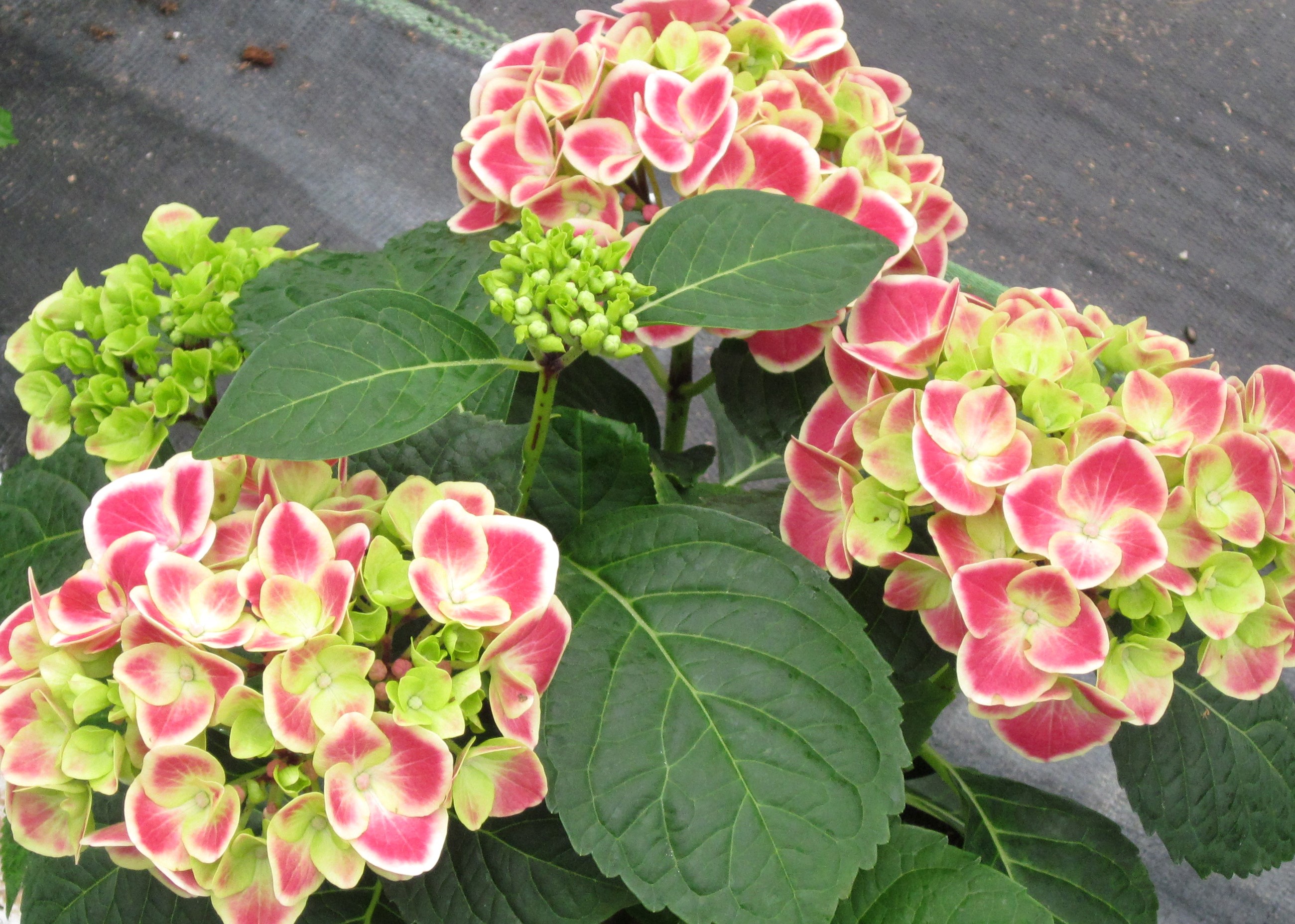 Hydrangea flowers with pink and green petals HD Wallpaper