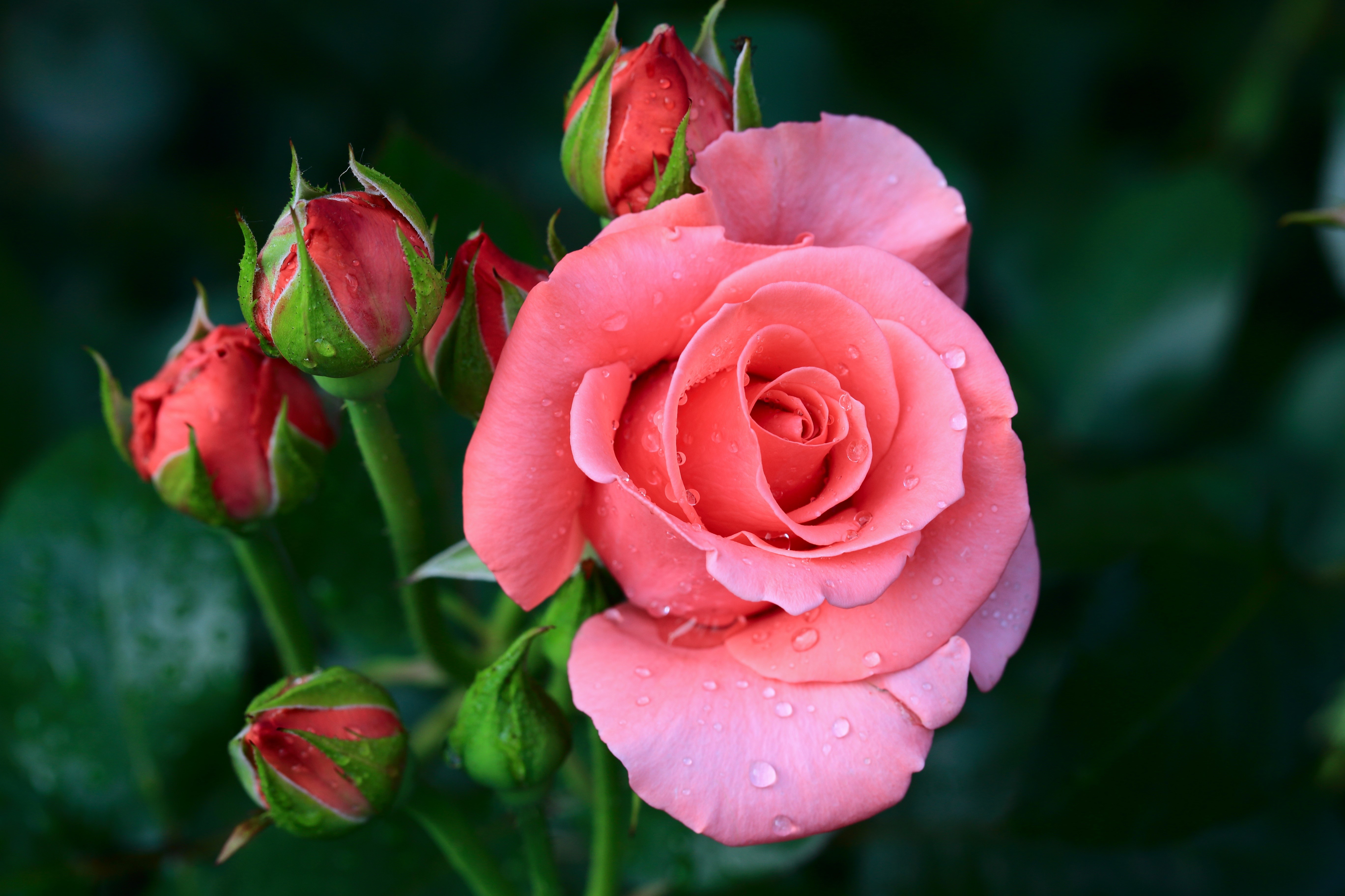 Pink Rose with Buds HD Wallpaper