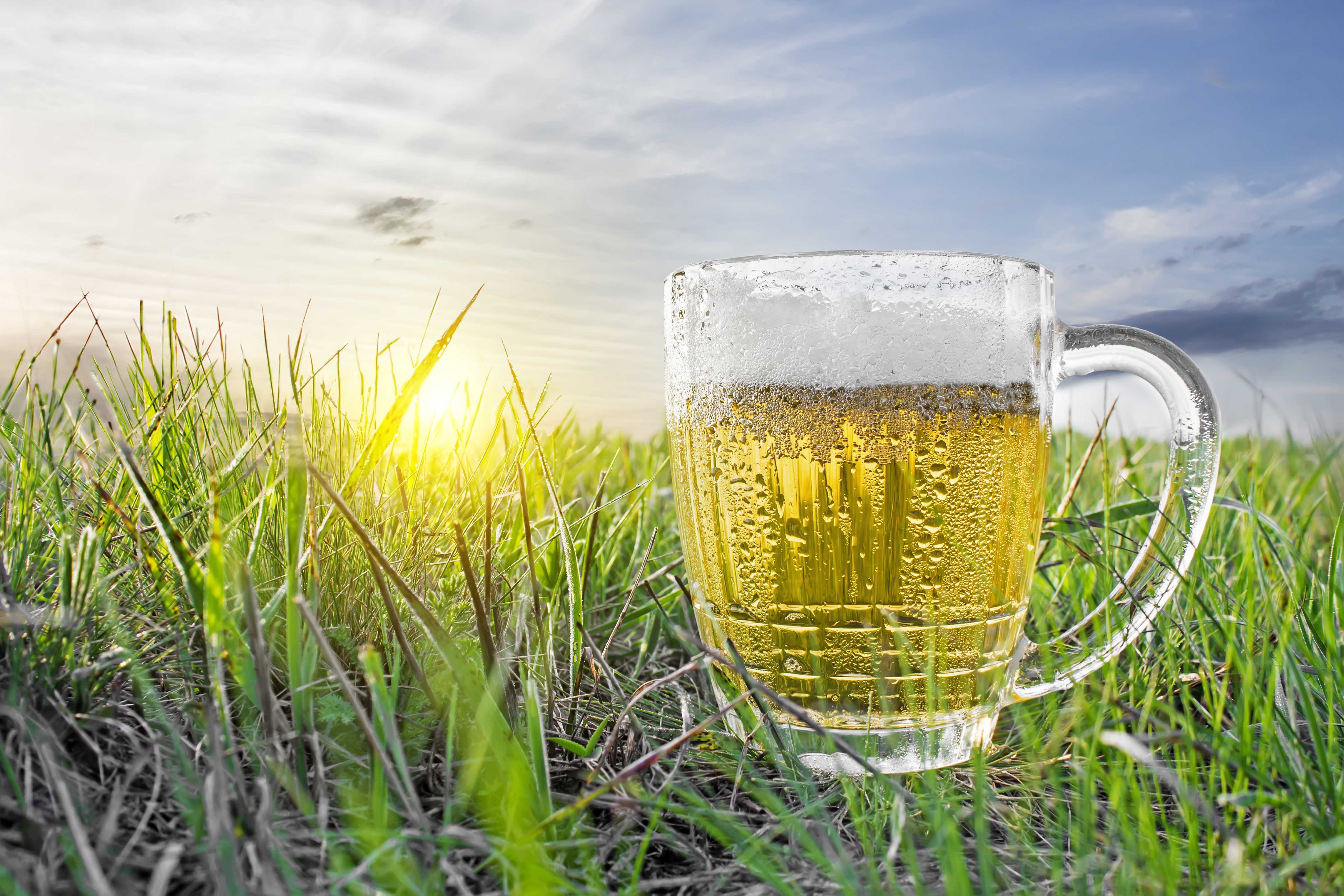 Beer mug in grass at sunset HD Wallpaper