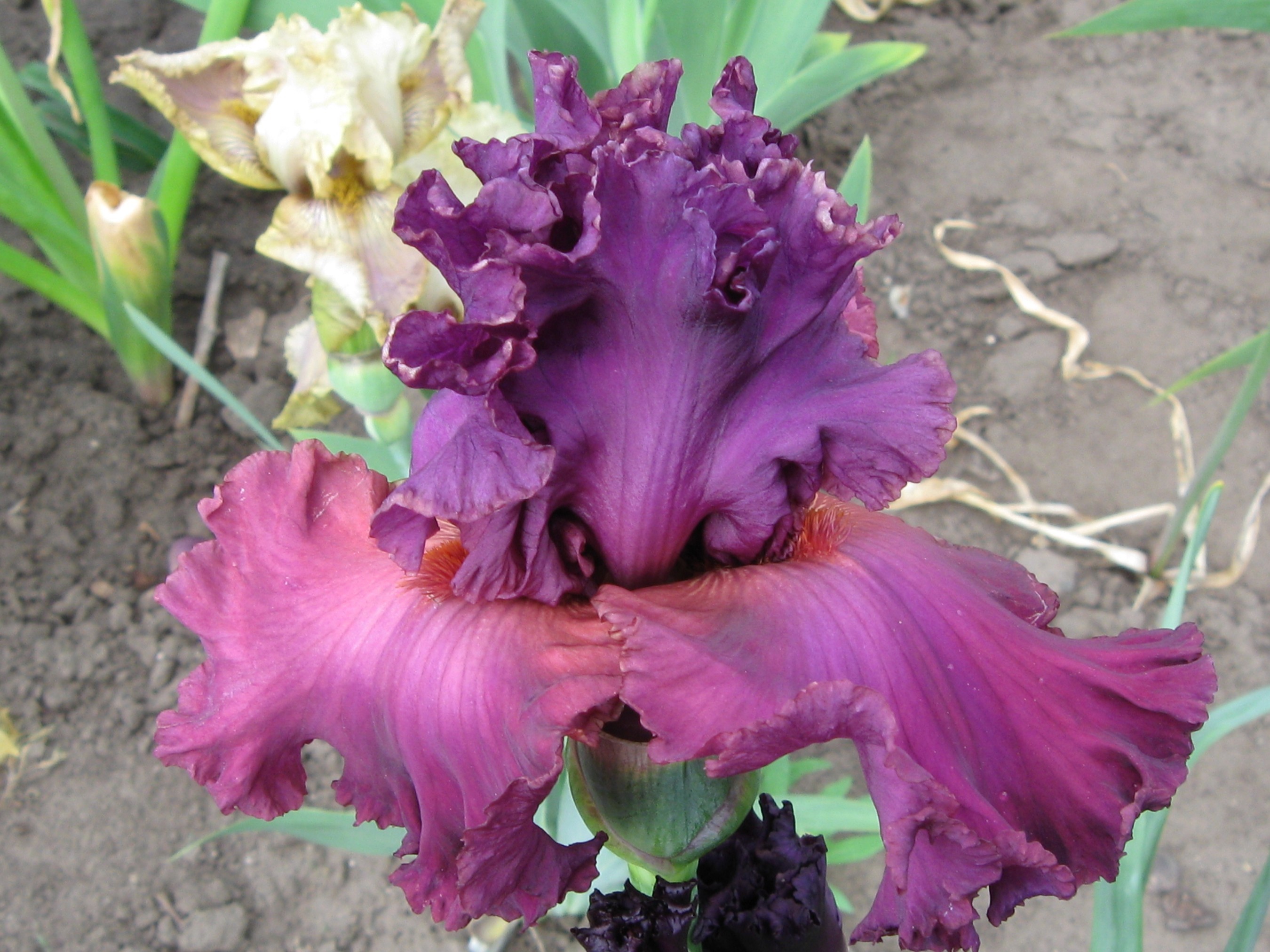 Close-up of a purple and pink iris flower HD Wallpaper