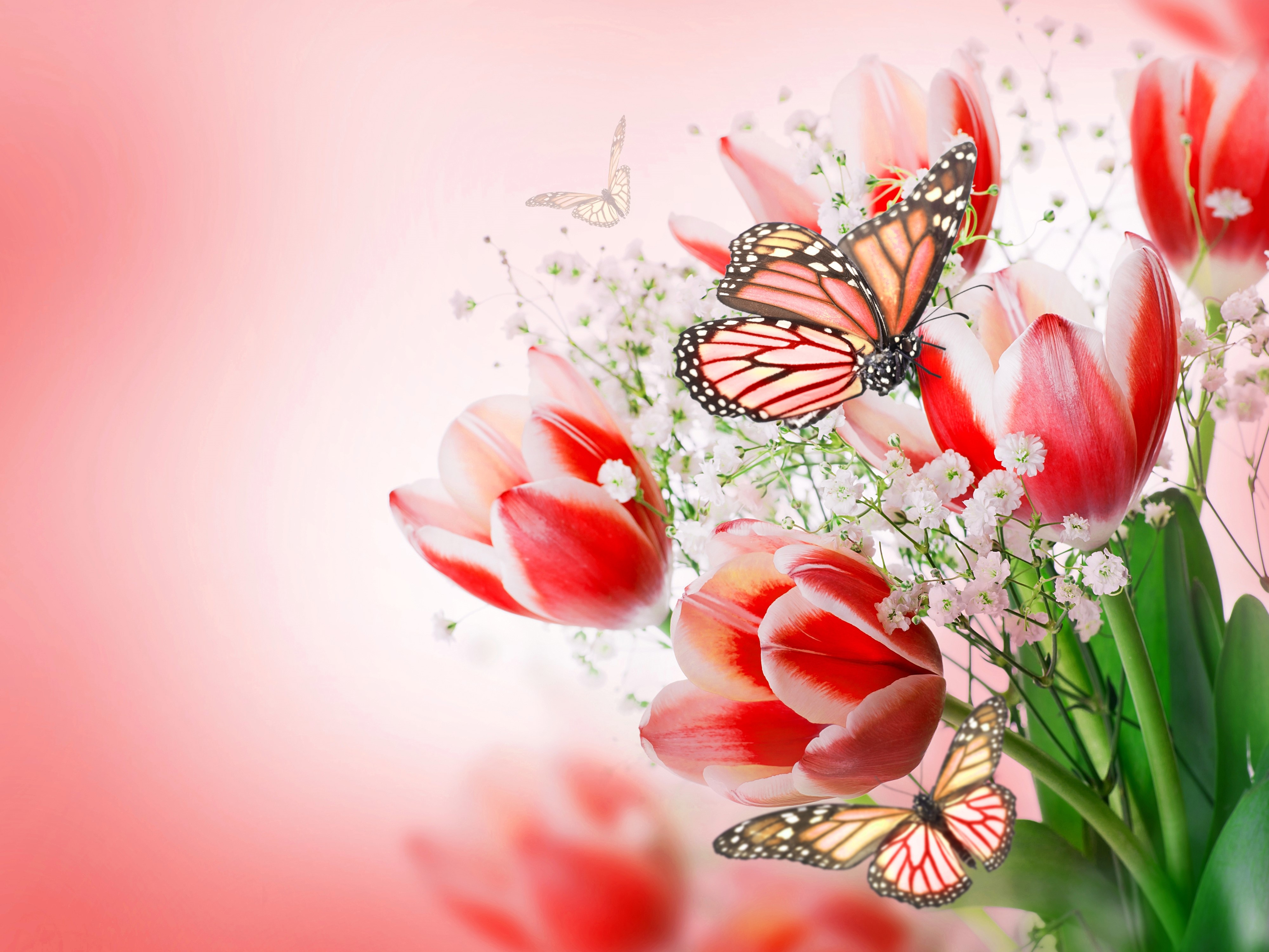 4K Tulips and Butterflies HD Wallpaper