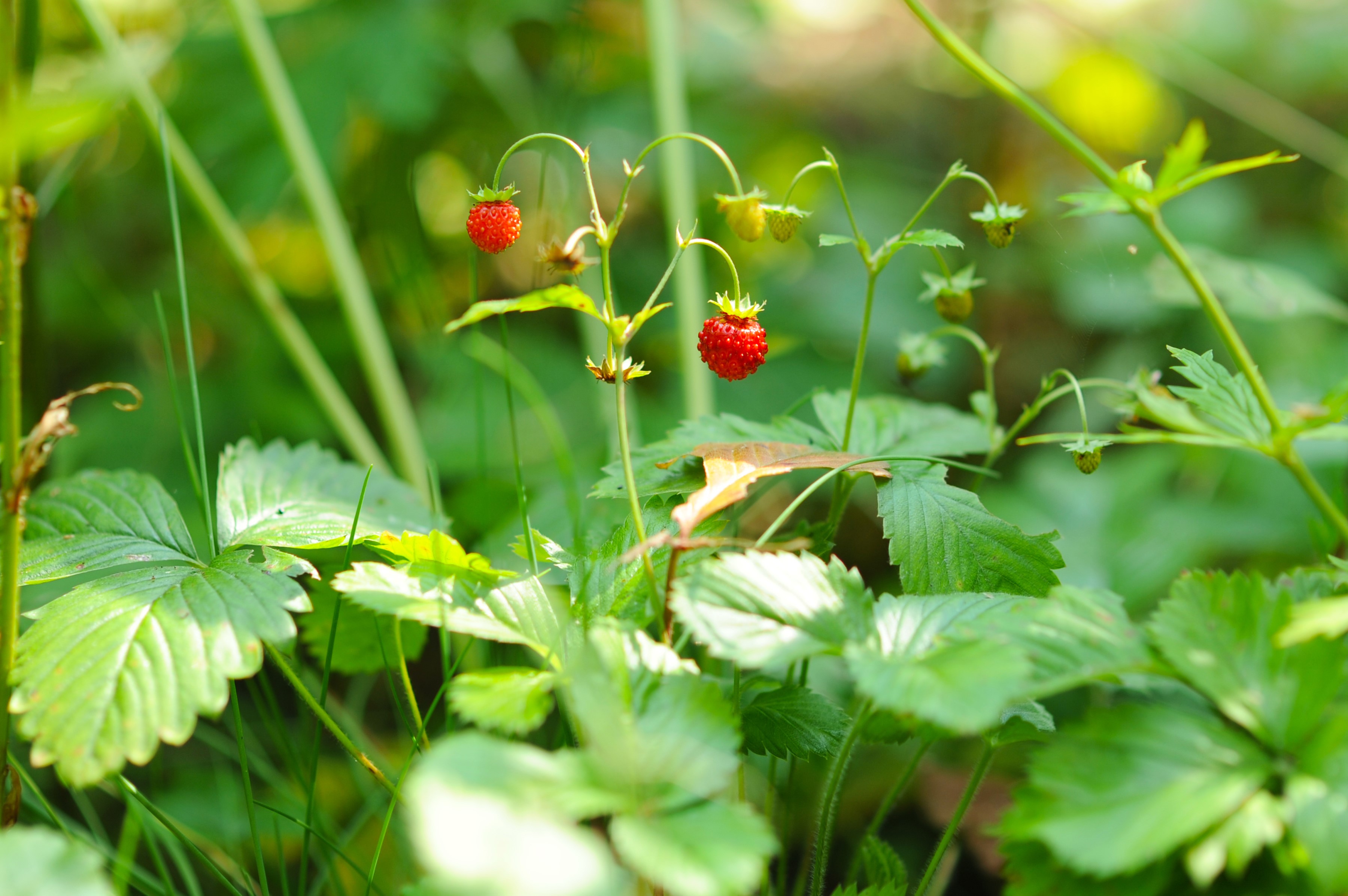 Wild strawberries growing in green foliage HD Wallpaper