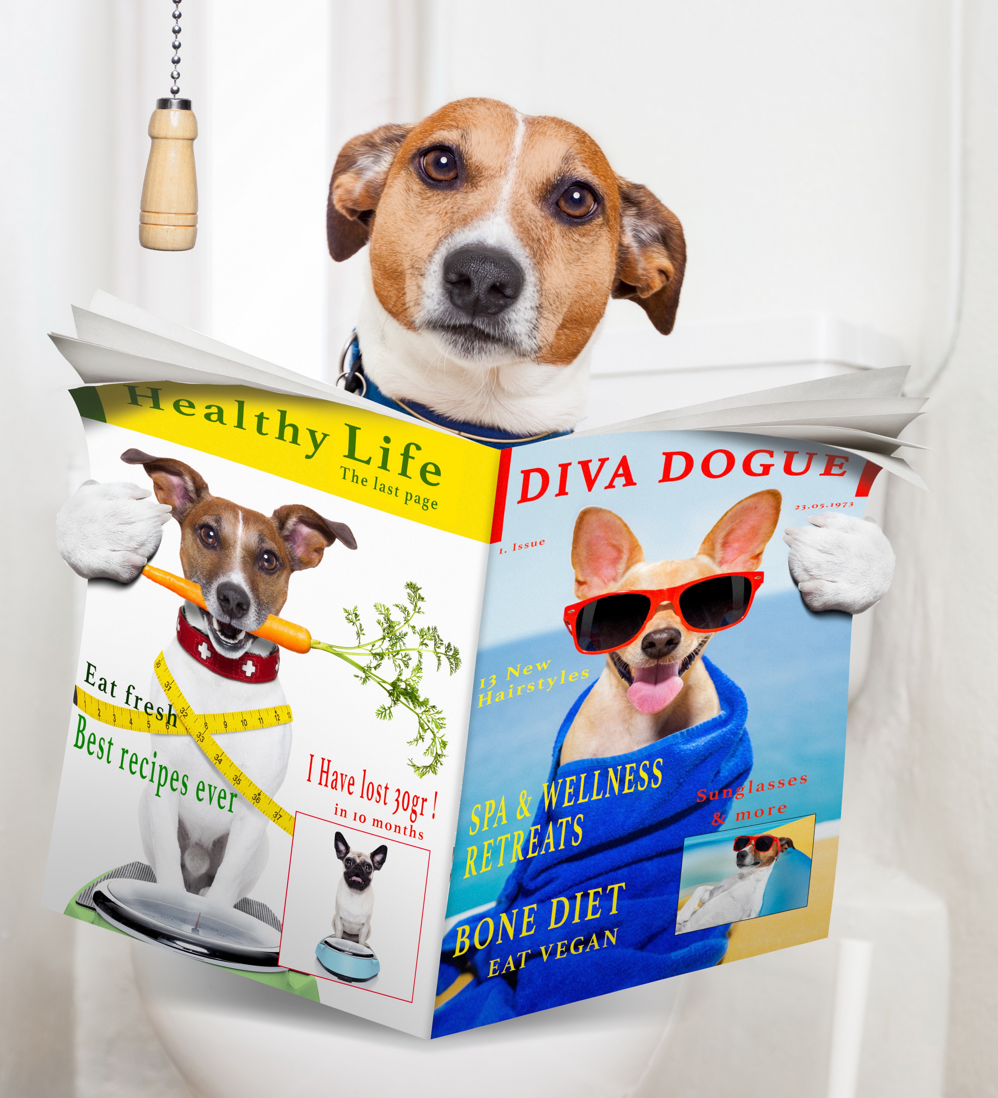 Dog reading magazines on a toilet HD Wallpaper