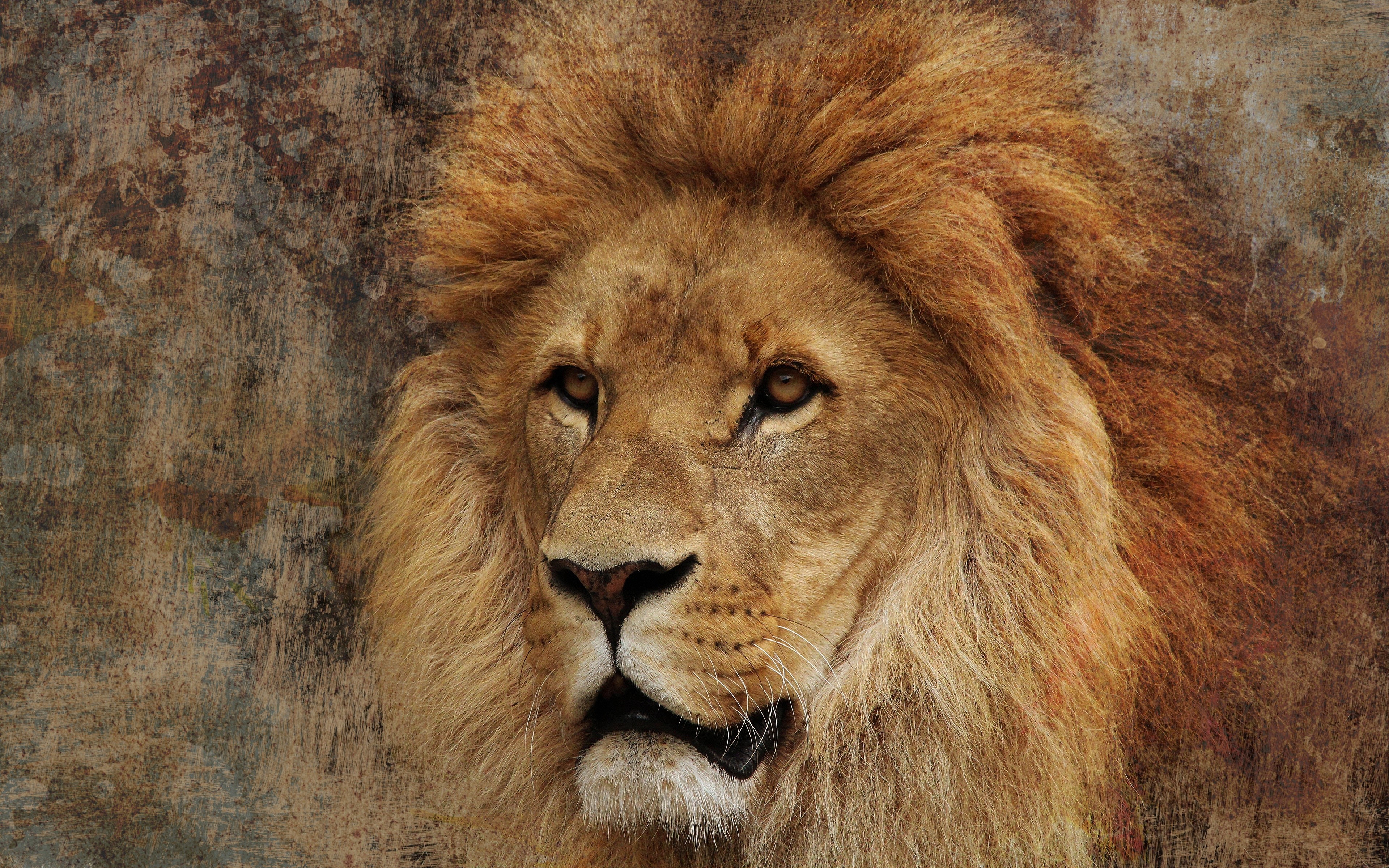 Lion with a textured background HD Wallpaper