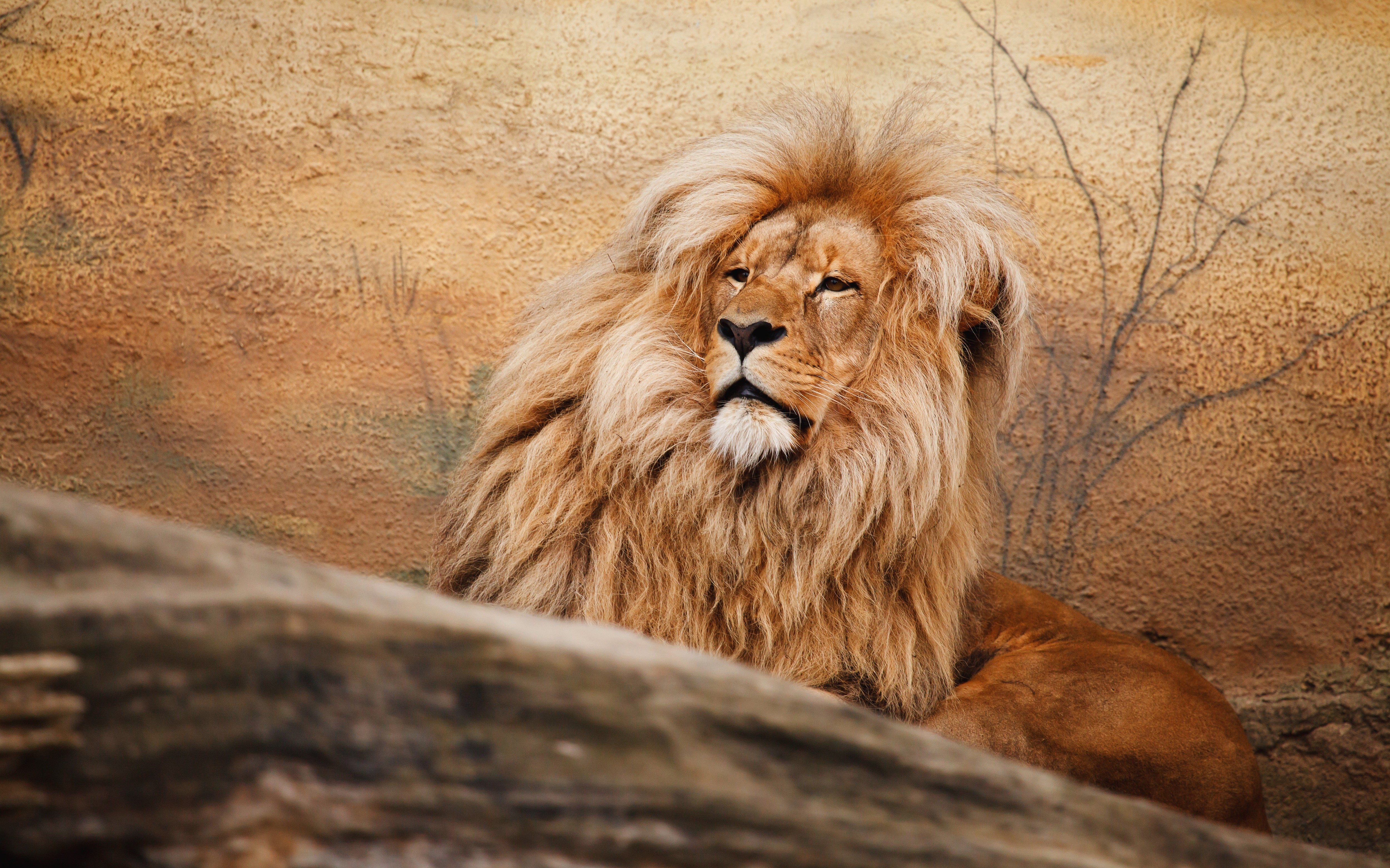Lion with a mane in front of a textured wall HD Wallpaper