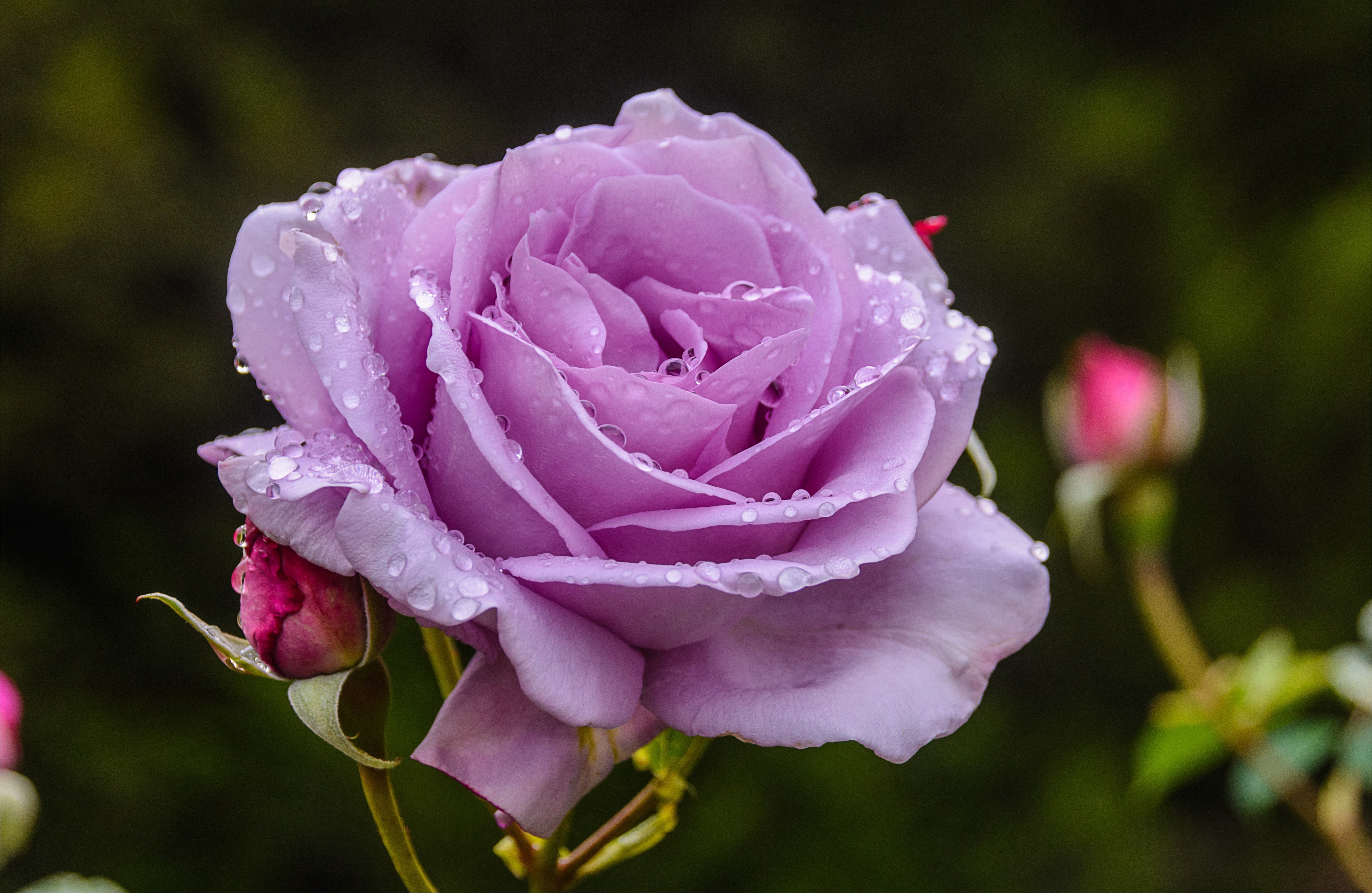 Purple rose with water drops and buds HD Wallpaper