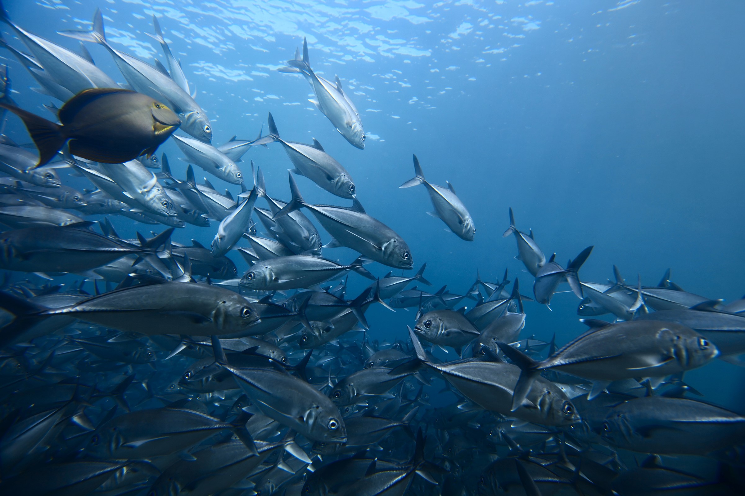 School of fish swimming underwater HD Wallpaper