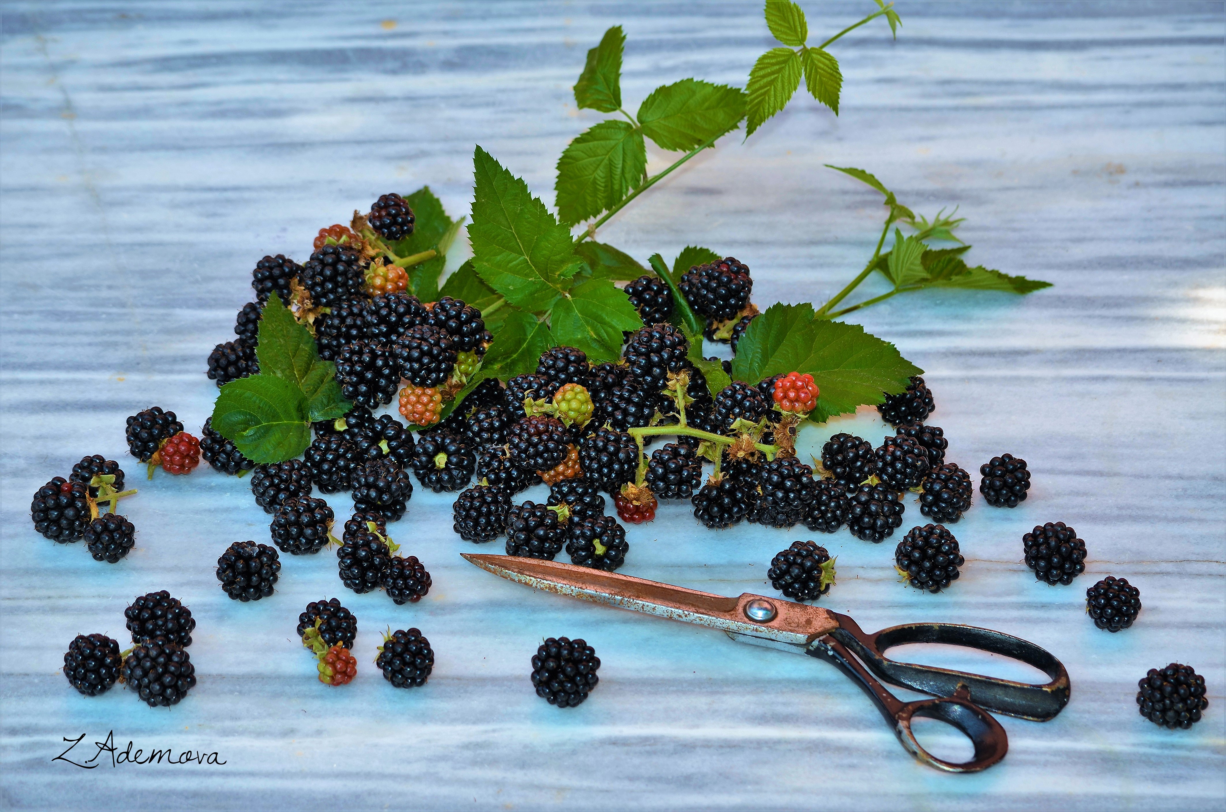 Blackberries with branches and scissors HD Wallpaper