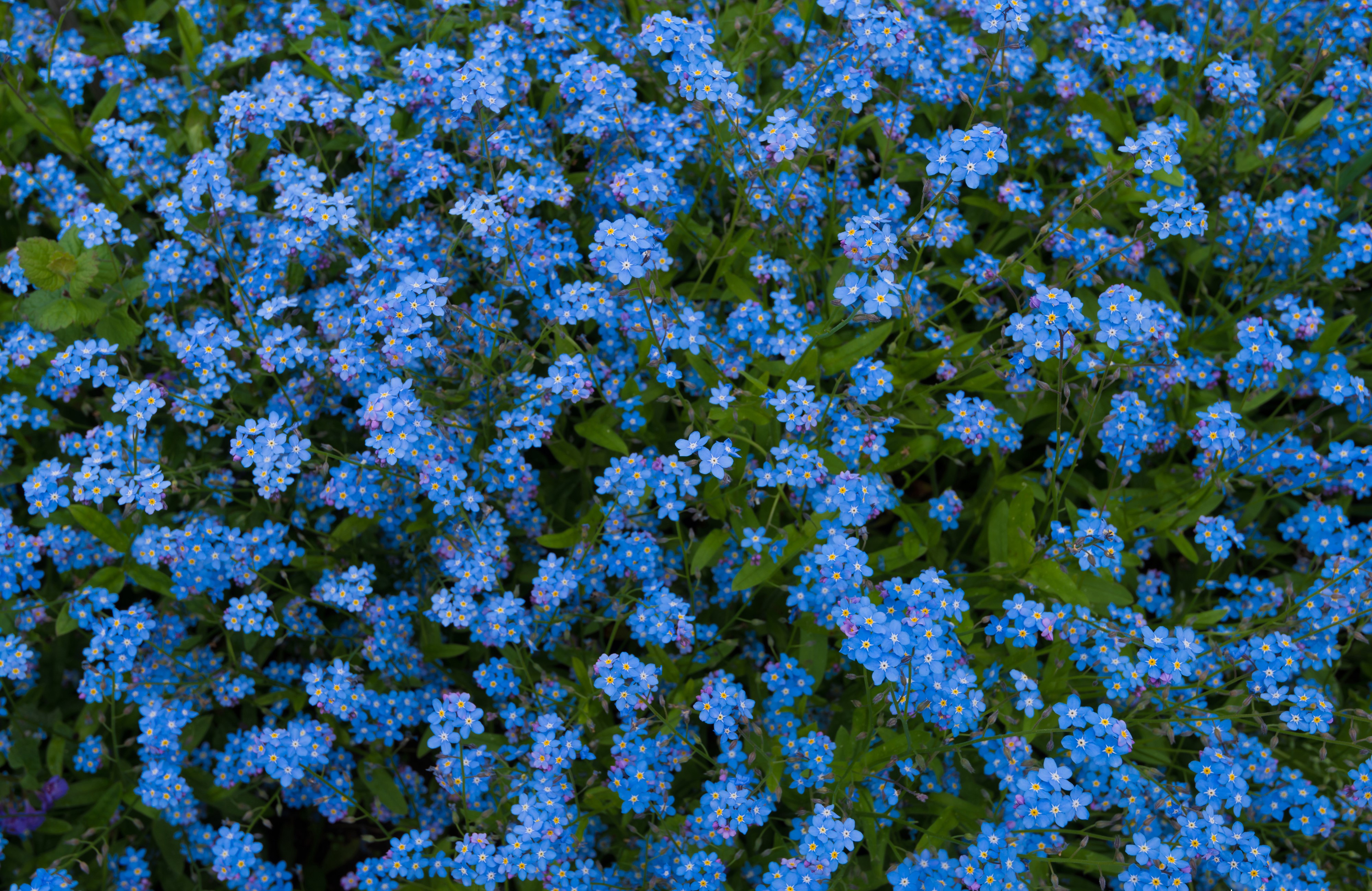 Many light blue Myosotis flowers HD Wallpaper