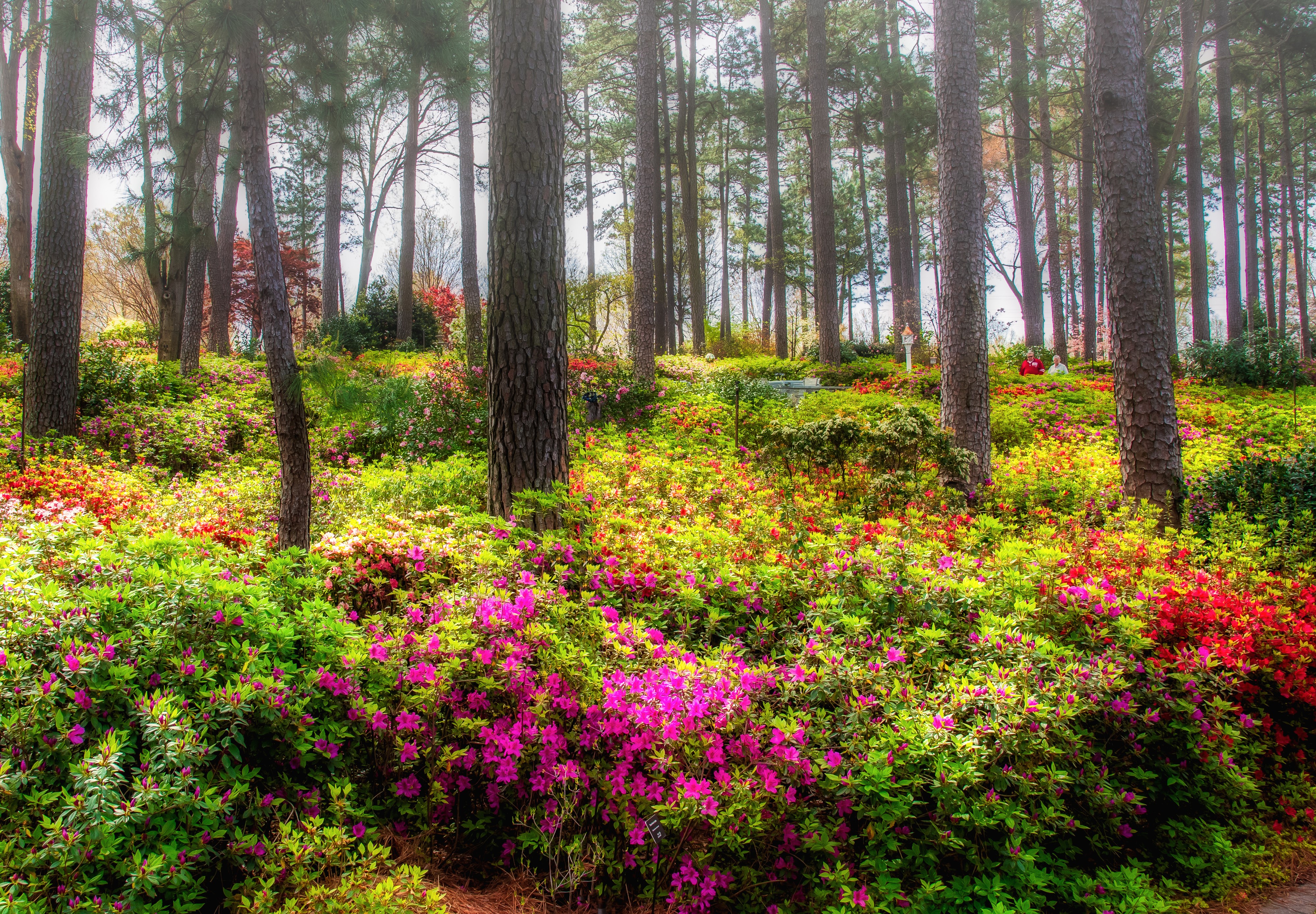 Azalea Garden with Pine Trees HD Wallpaper